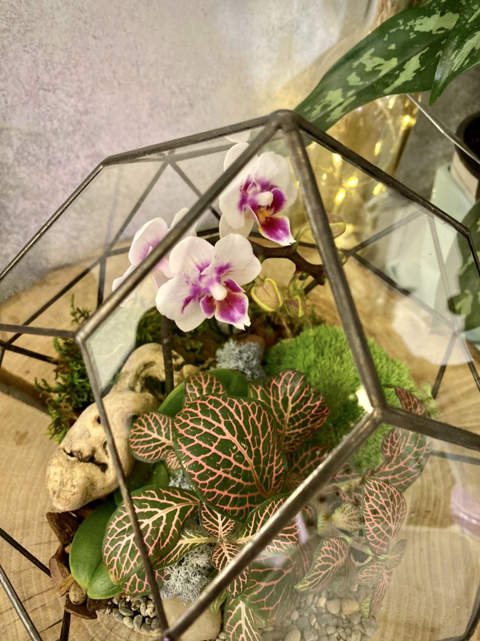 Орхидея в комете М