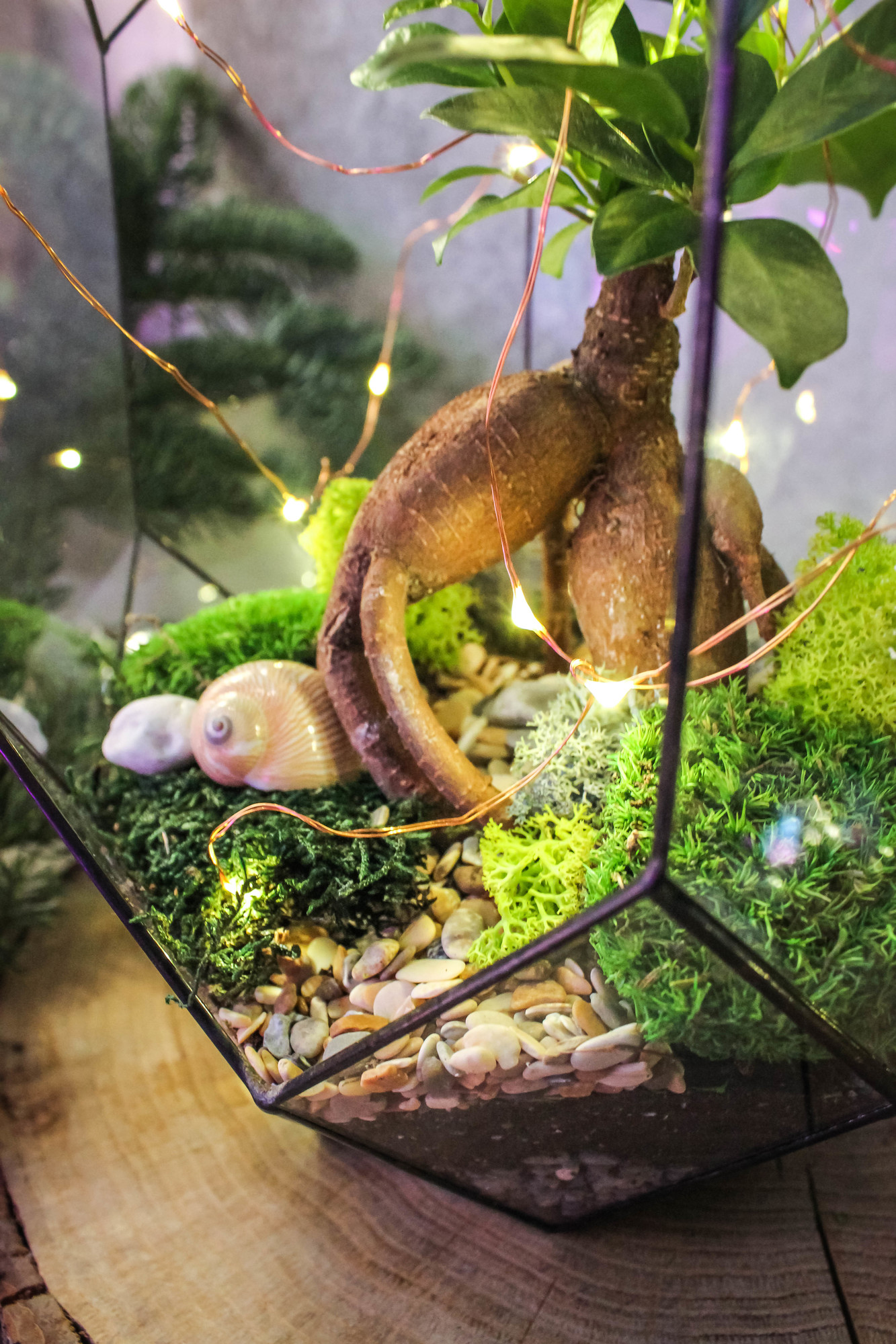 Андромеда с мини бонсаем фикус Гинсенг