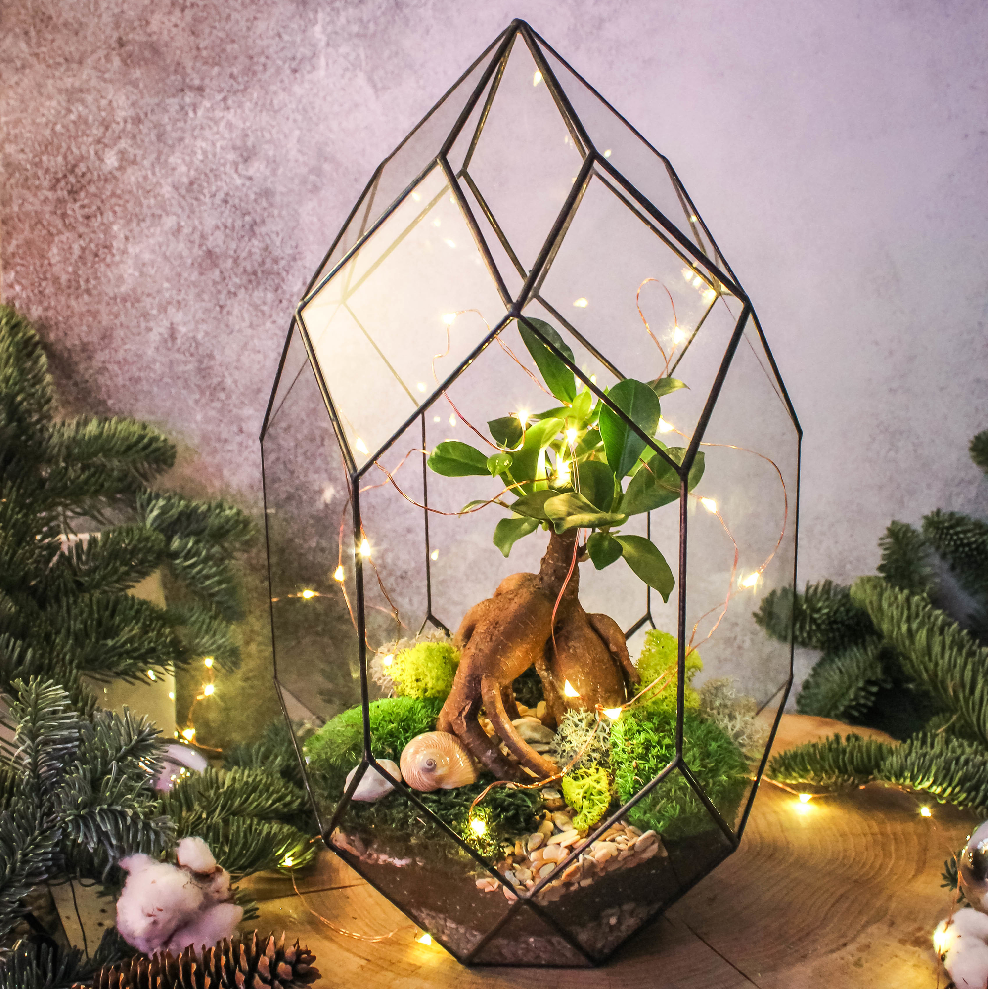 Андромеда с мини бонсаем фикус Гинсенг