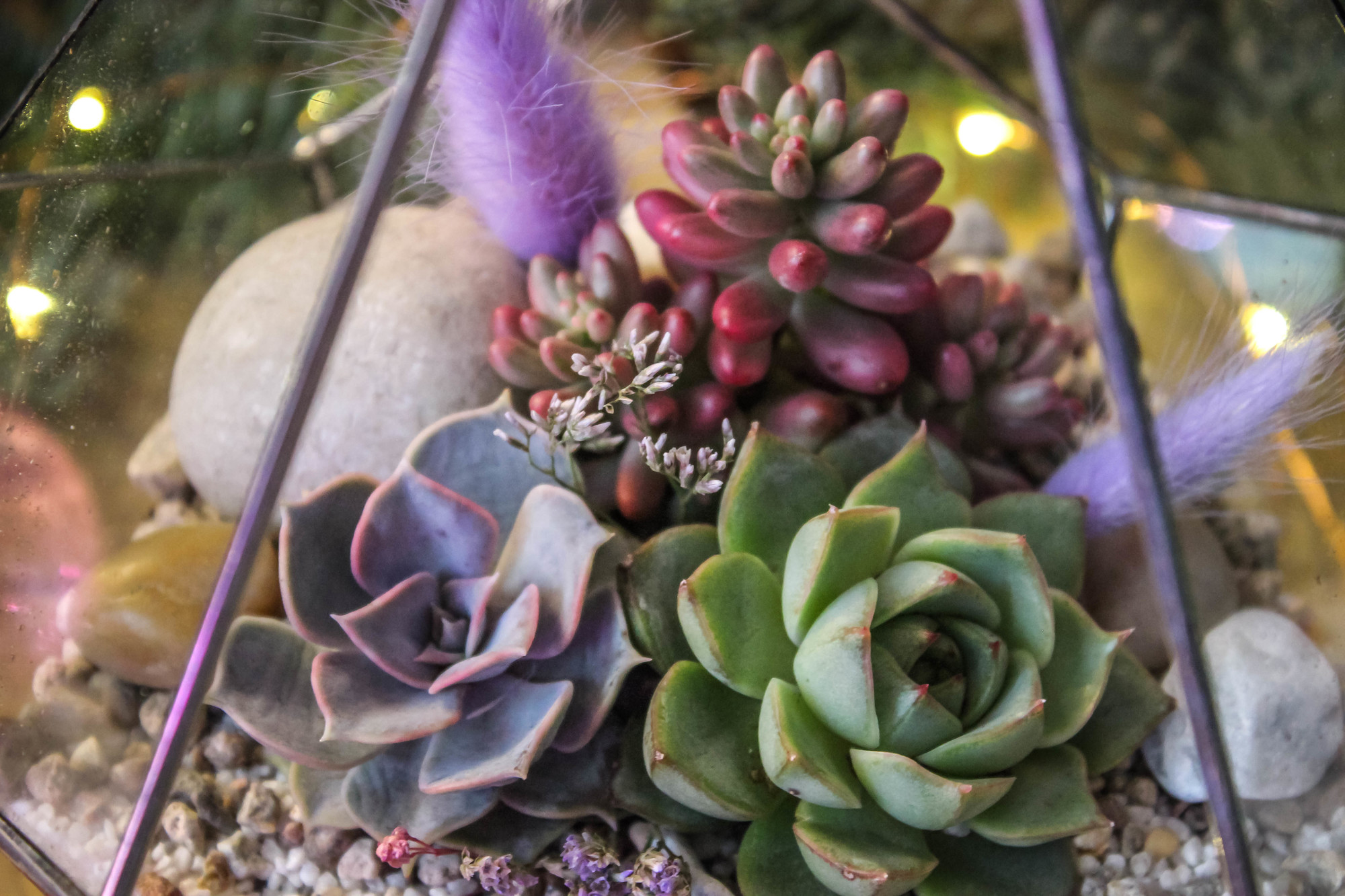 Флорариум Капля