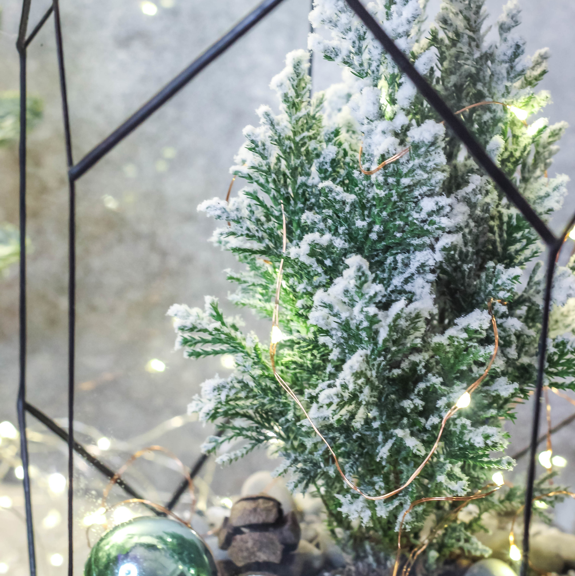 Кипарисовик в Андромеде