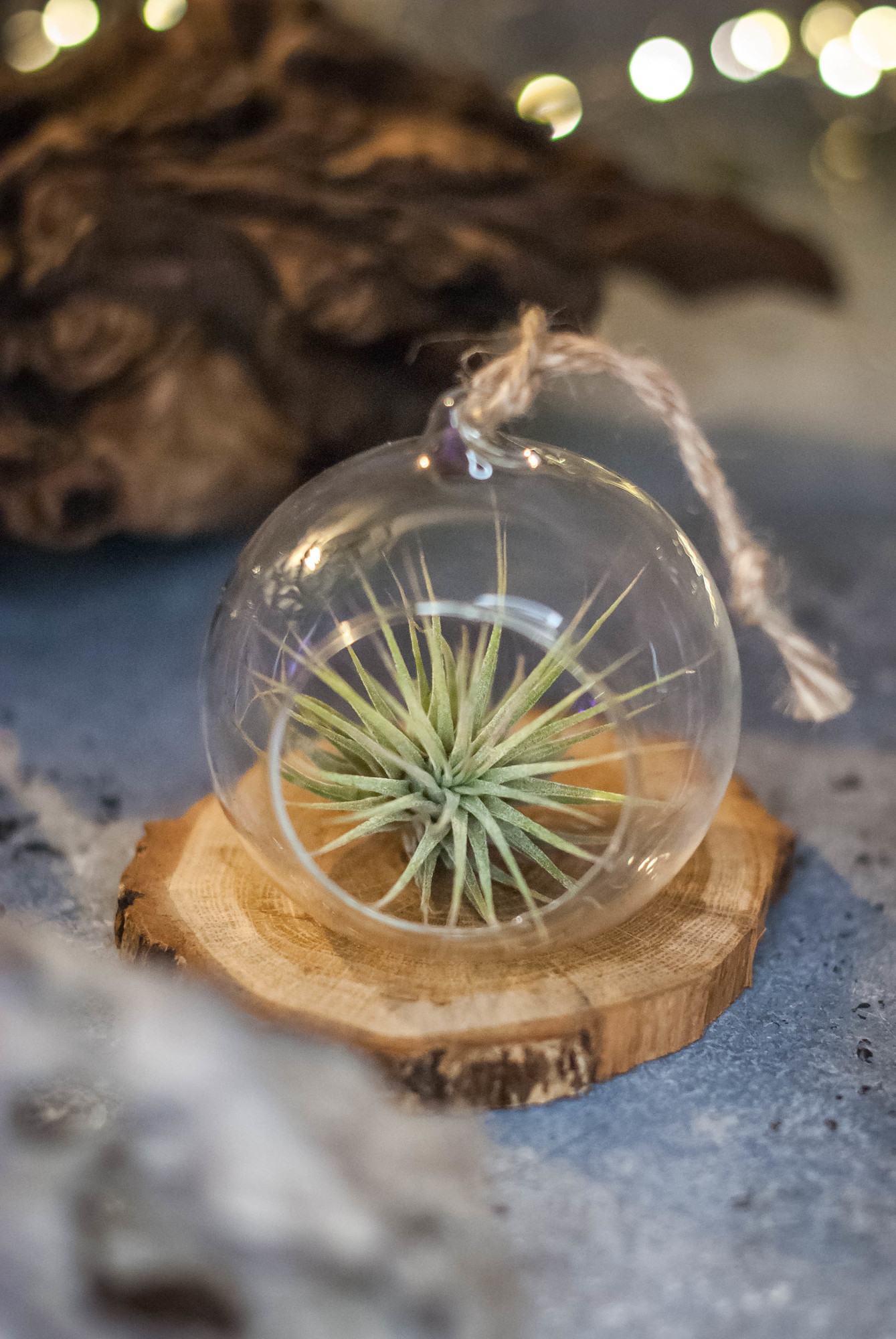 Тилландсия в шаре D 8 см, Green