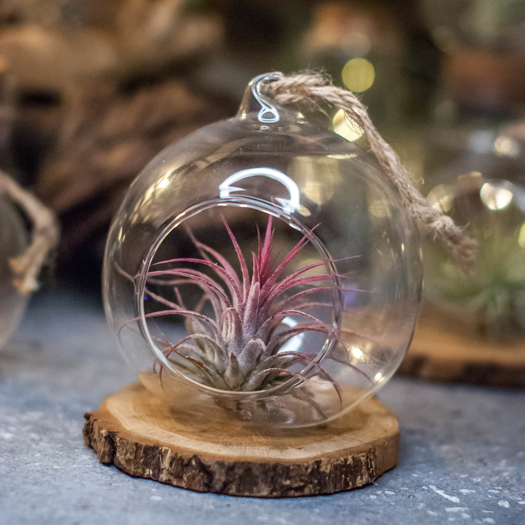 Тилландсия в шаре, D 8 см, Red