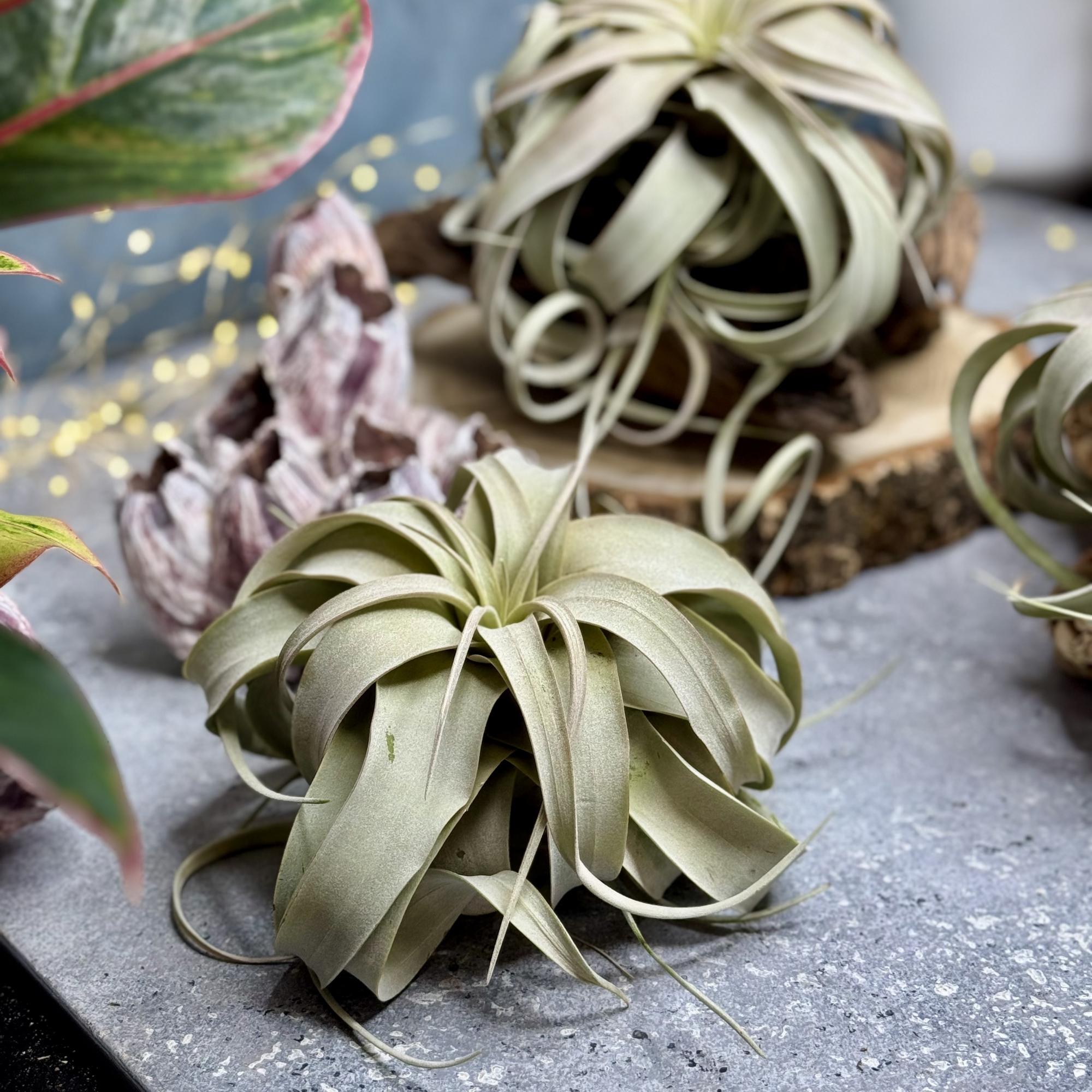 Тилландсия Ксерографика