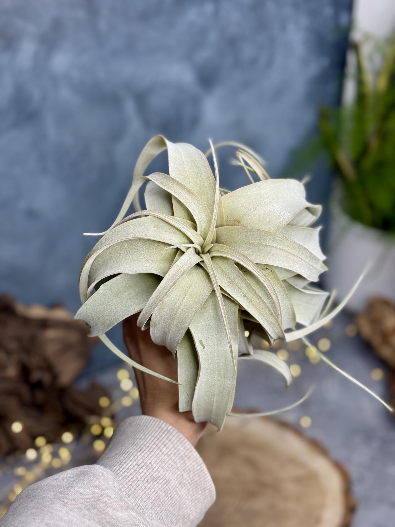 Тилландсия Ксерографика