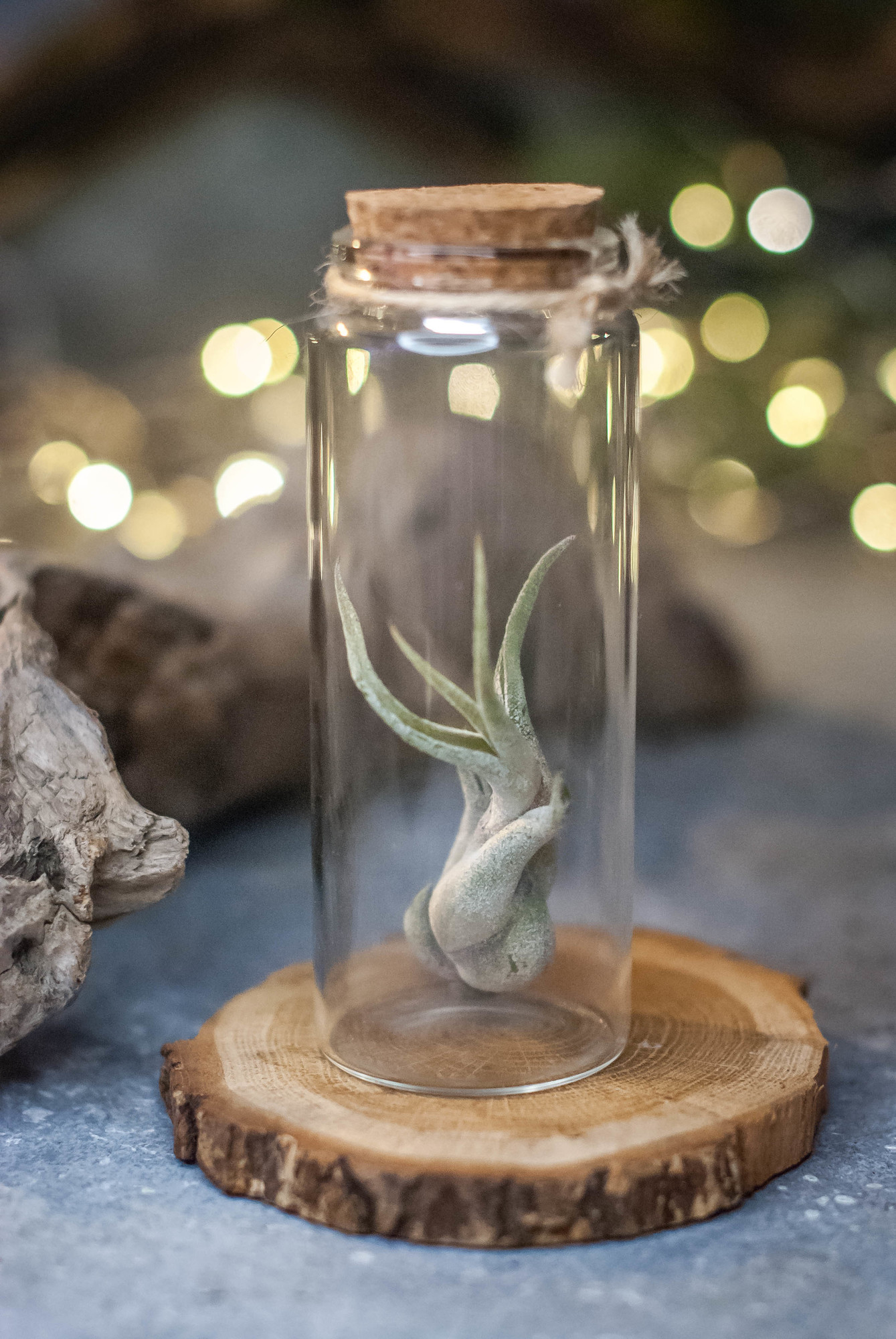 Тилландсия в bano4ke