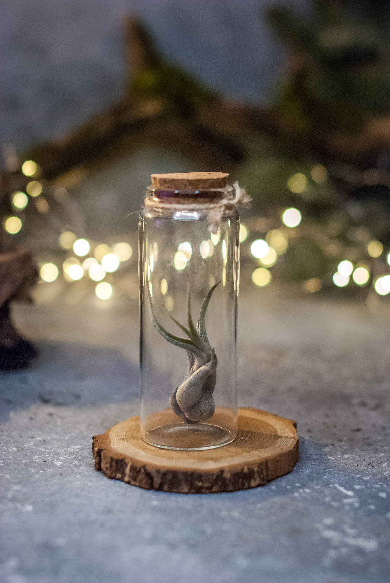 Тилландсия в bano4ke