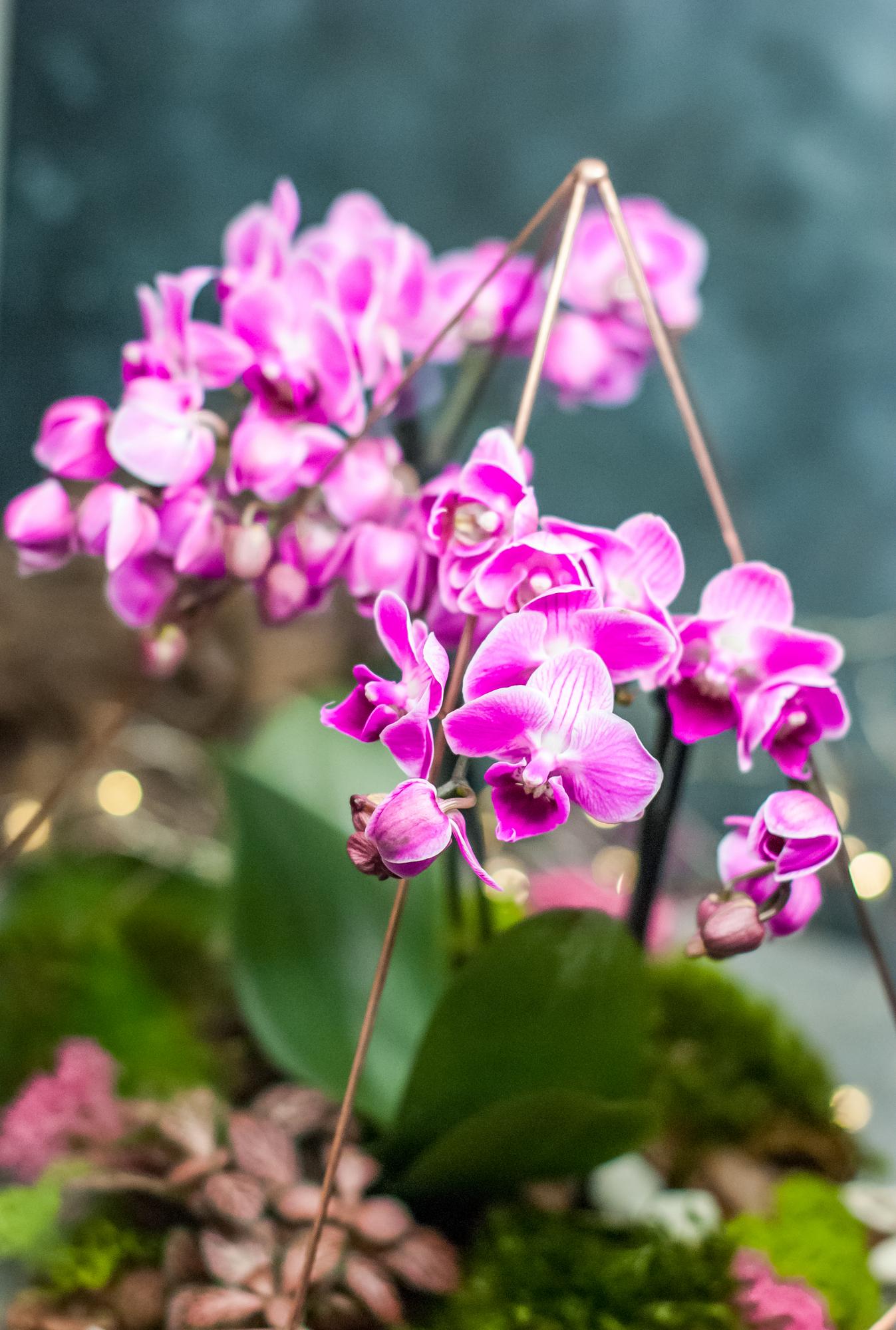 Капля c орхидеей и фиттонией