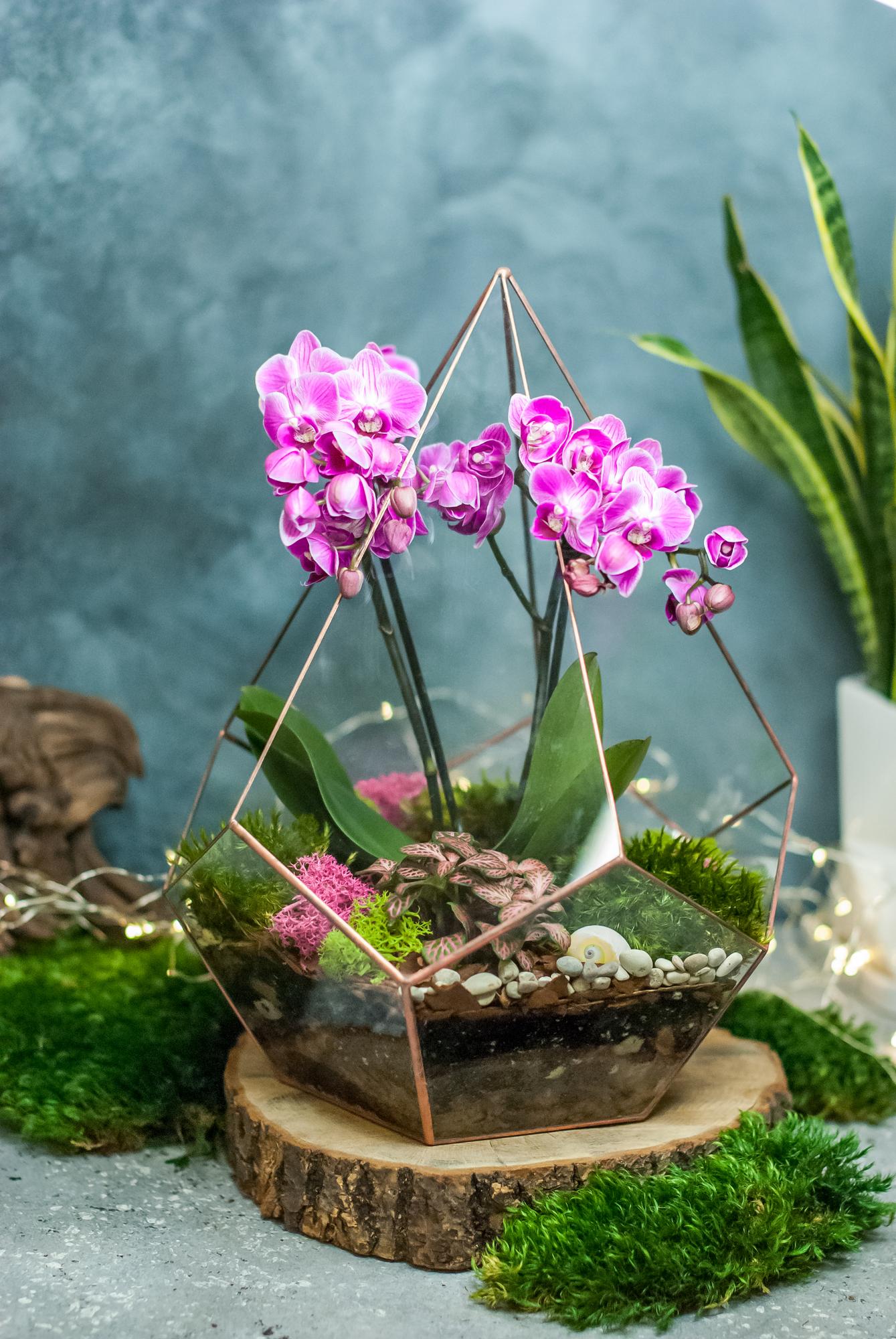 Капля c орхидеей и фиттонией