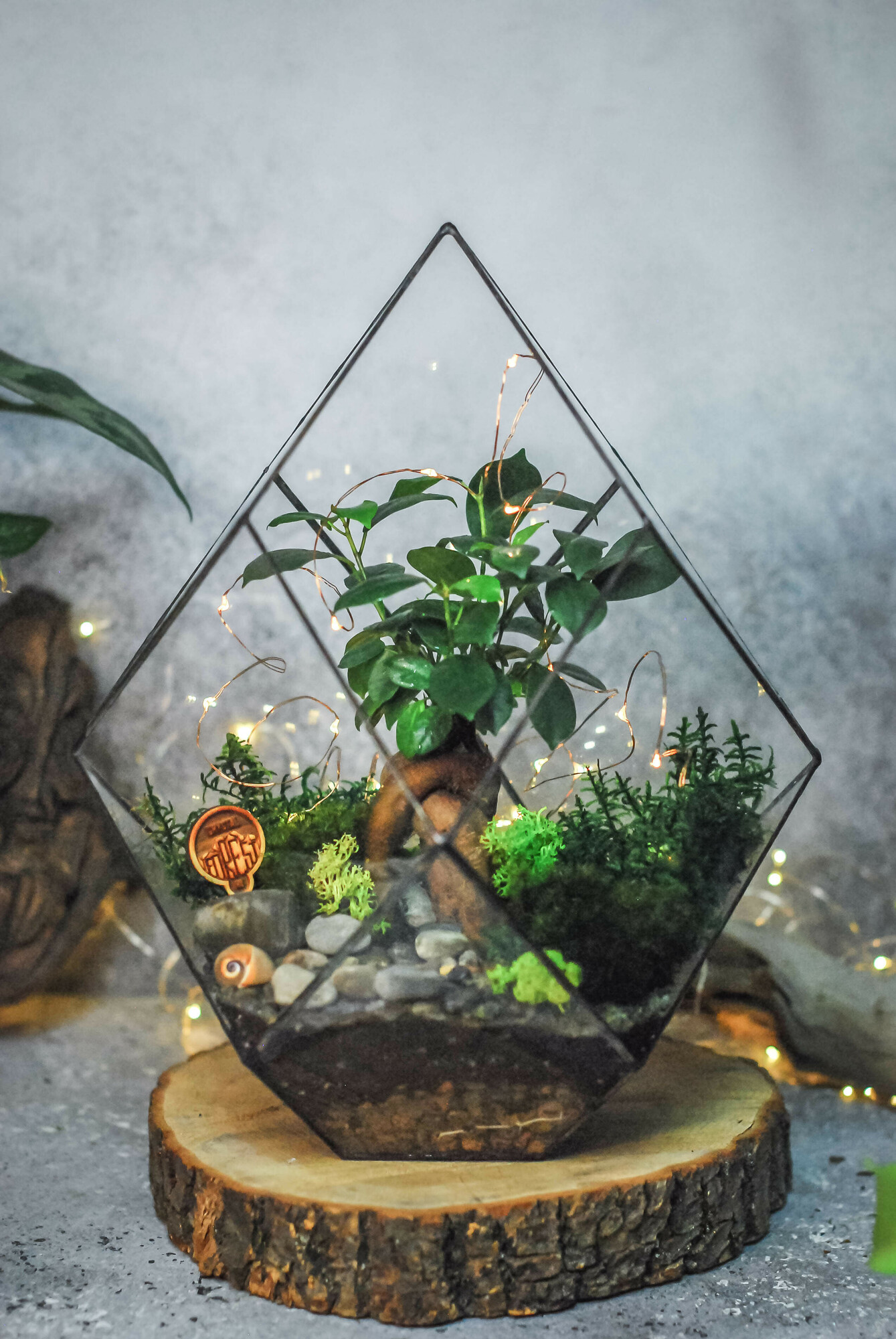 Кристалл L с фикусом Гинсенг