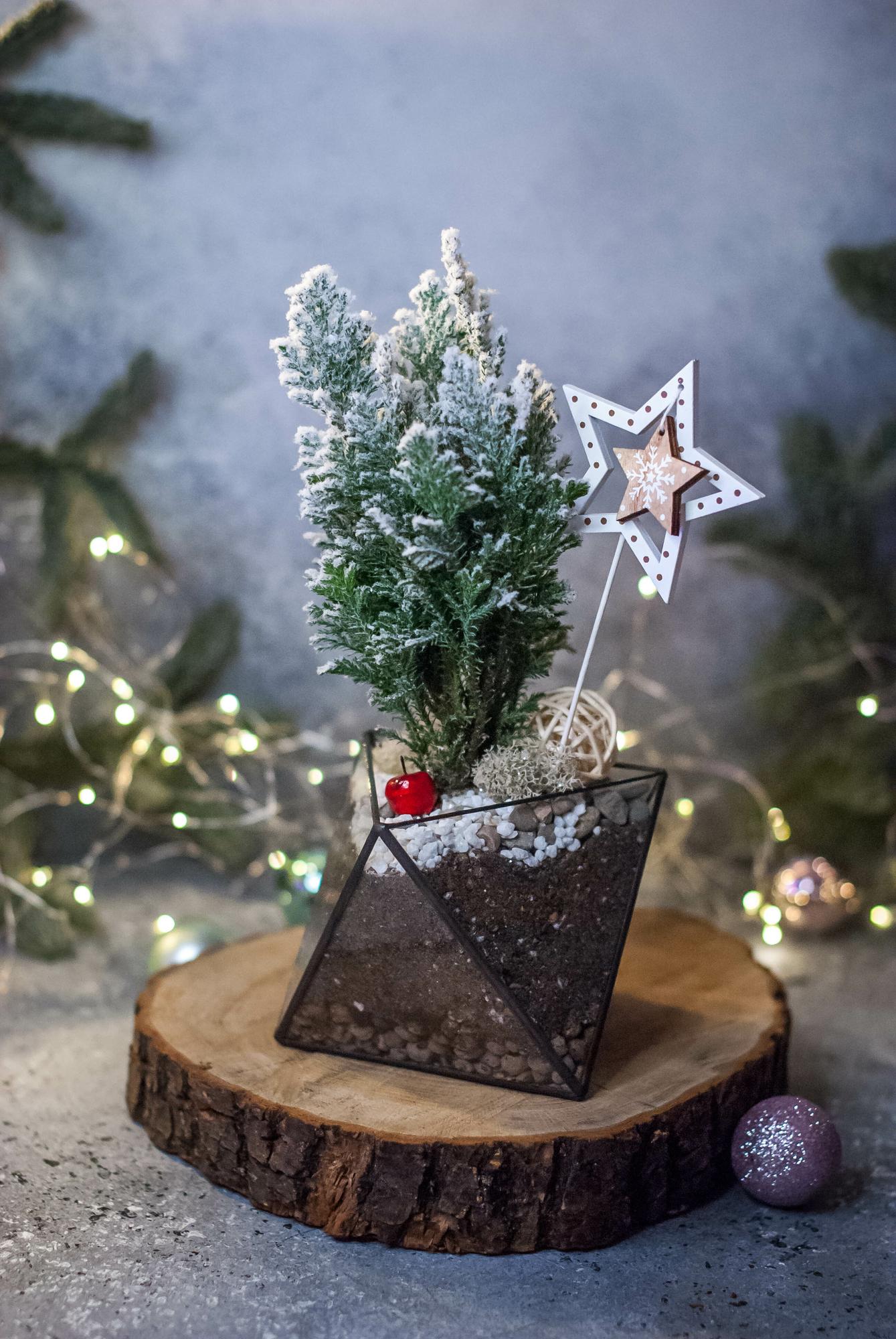 Кипарисовик в Октаэдре M, S