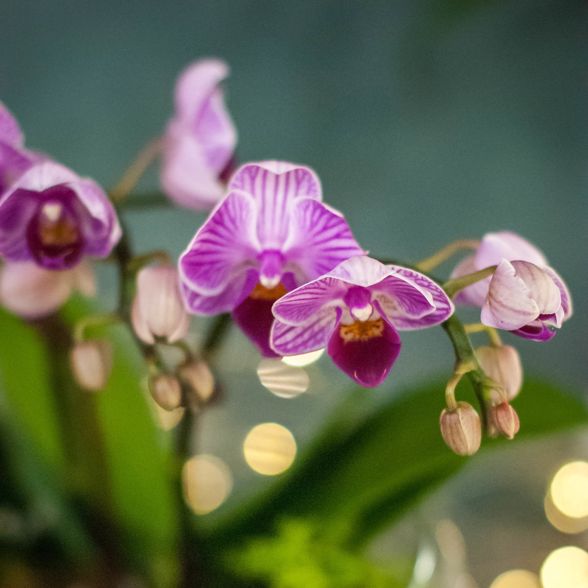 Орхидариум в полусфере