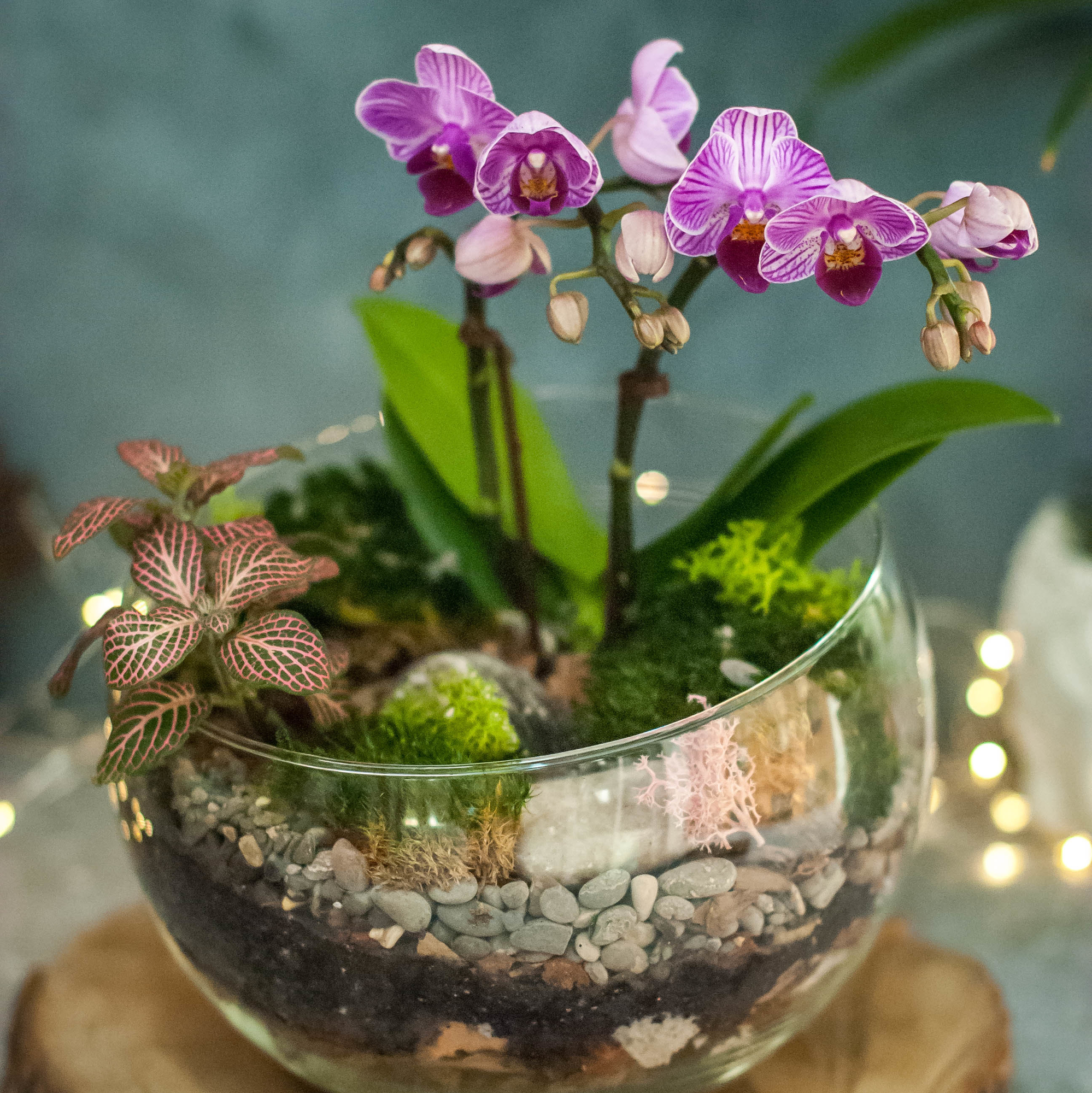 Орхидариум в полусфере