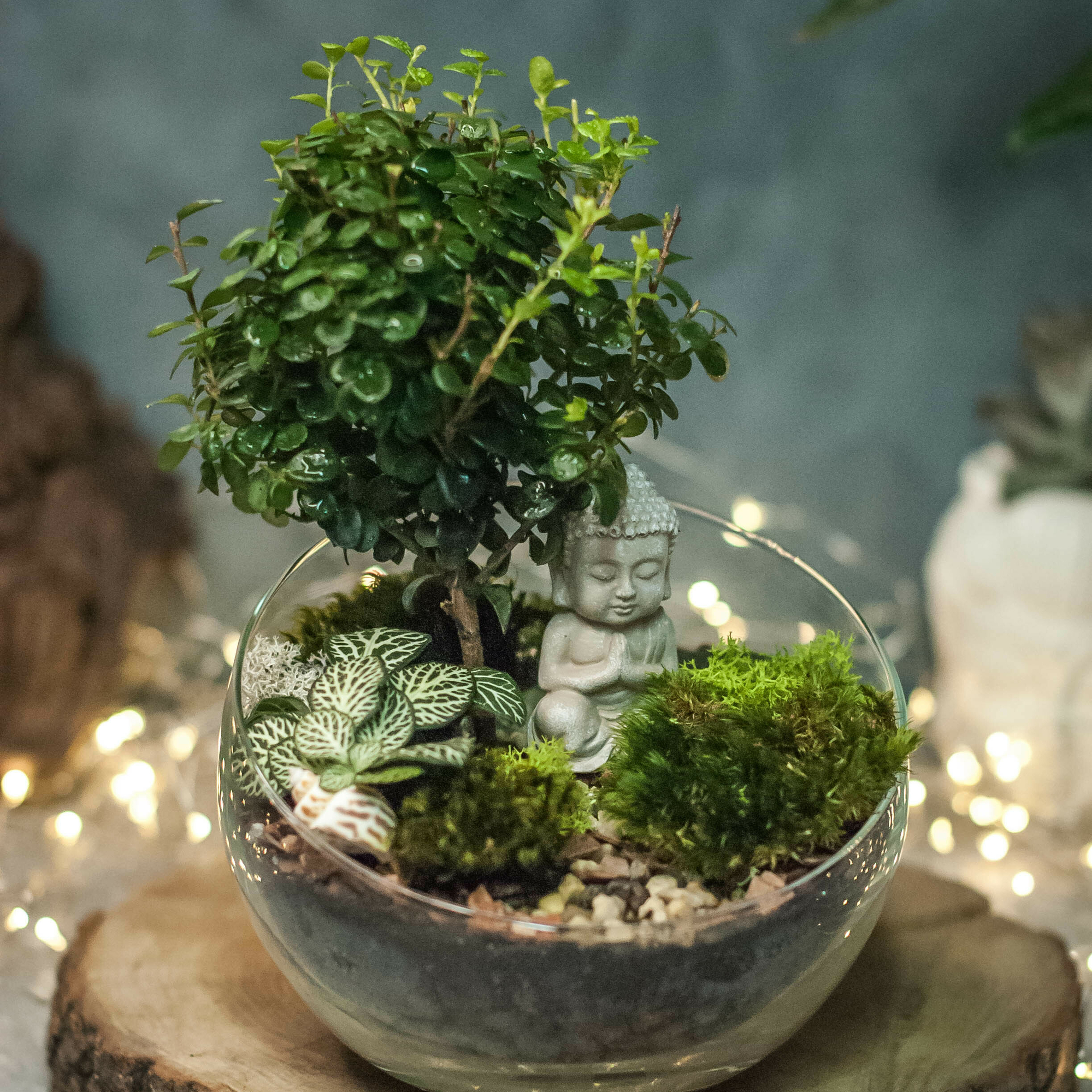 Флорариум Полусфера М, L с мирсиной и фиттонией