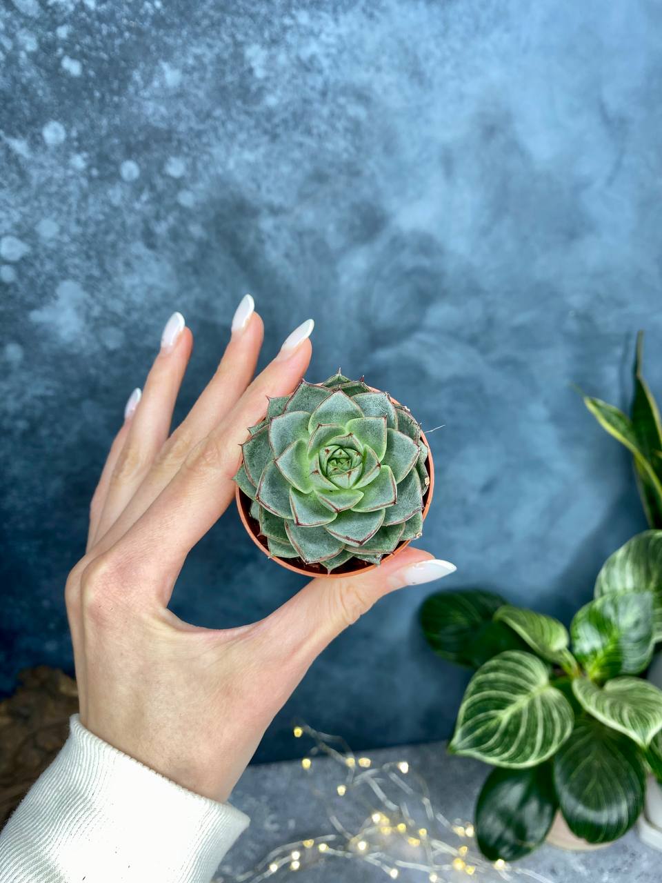 Эхеверия Фабиола