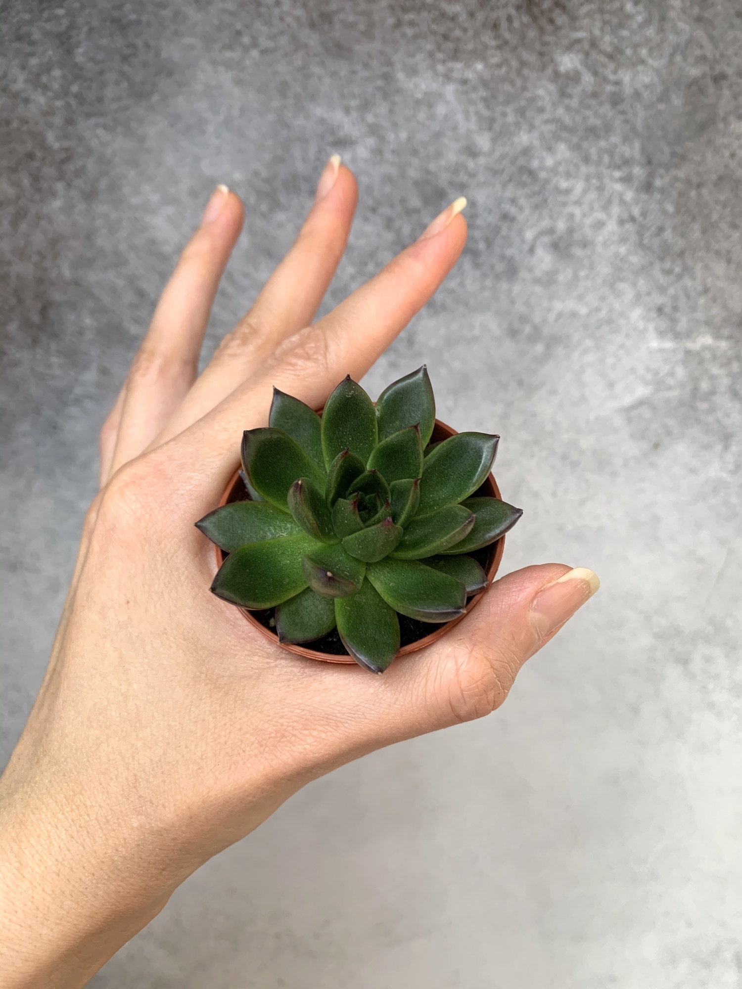 Эхеверия Агавоидная