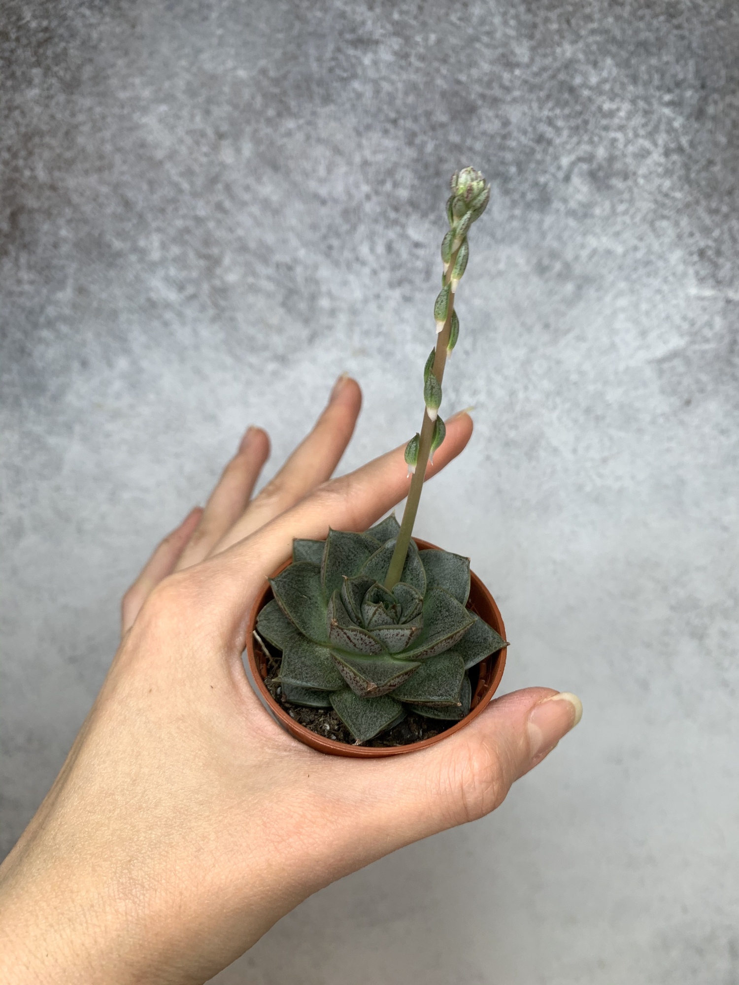 Эхеверия Пурпузорум