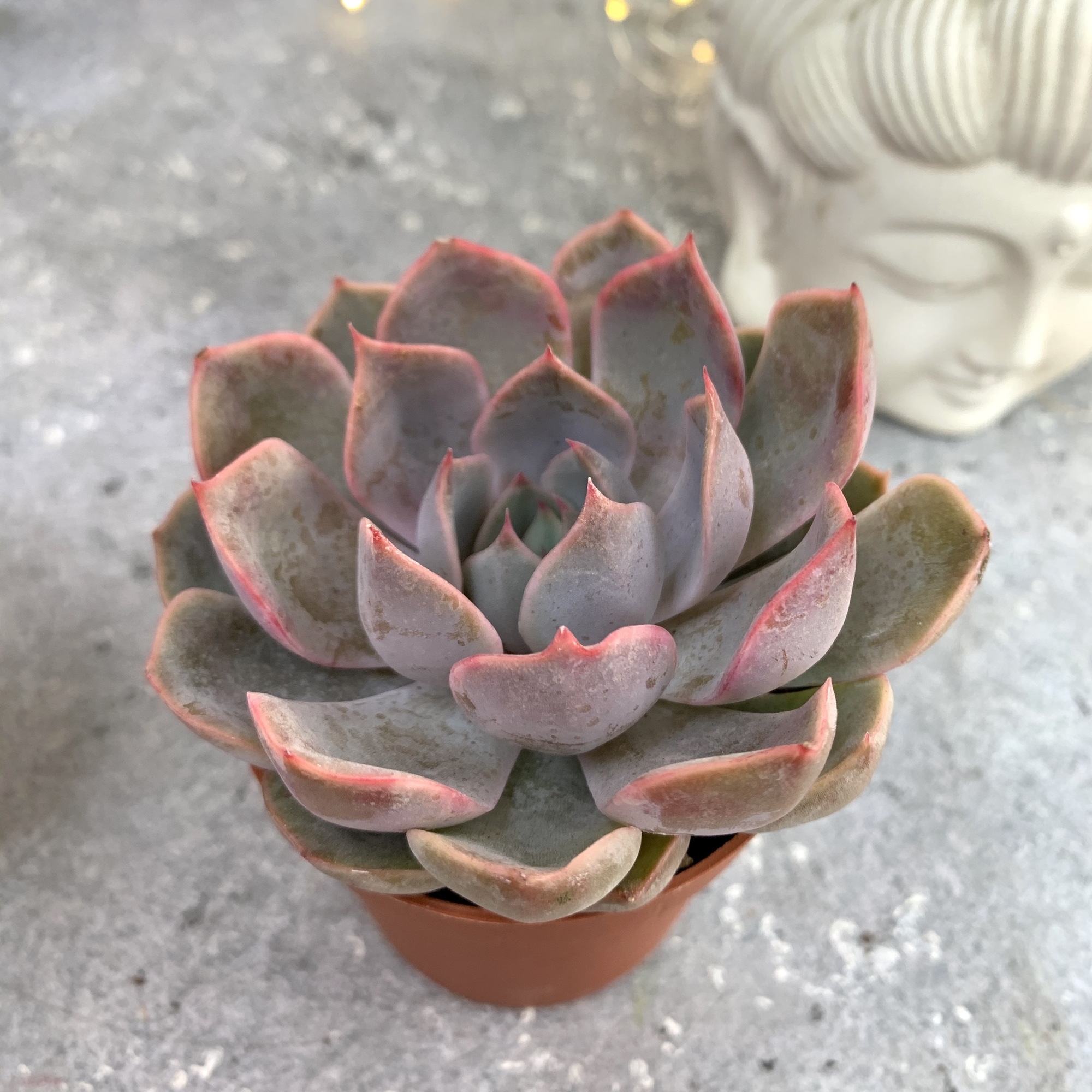 Эхеверия Менина