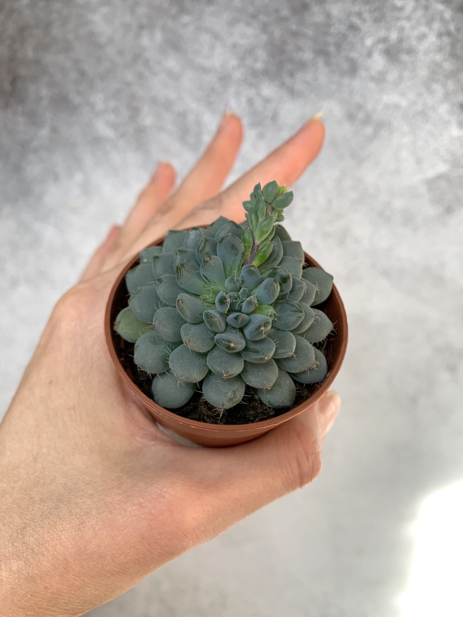 Эхеверия Сетоса