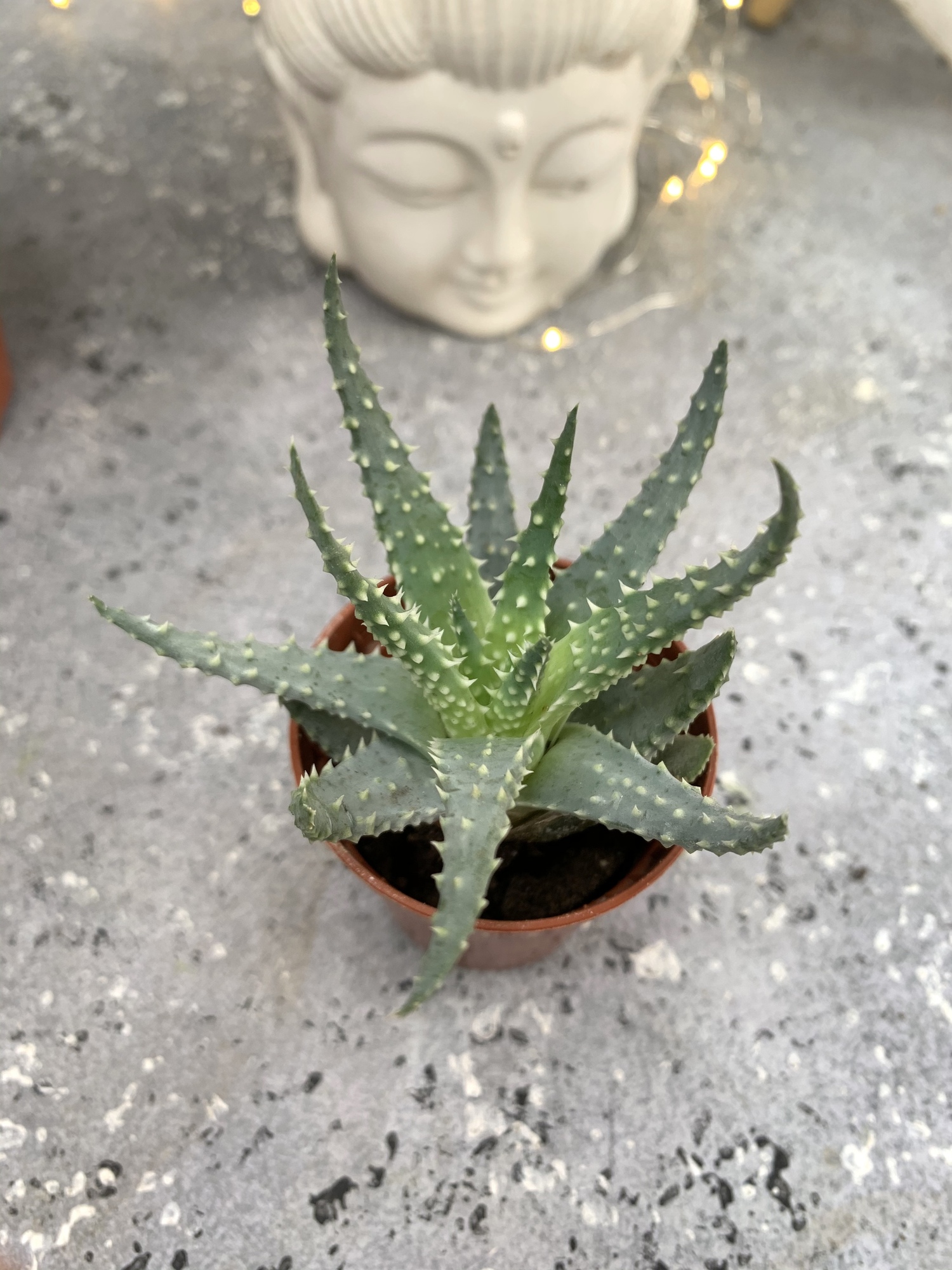 Алое Хумилис