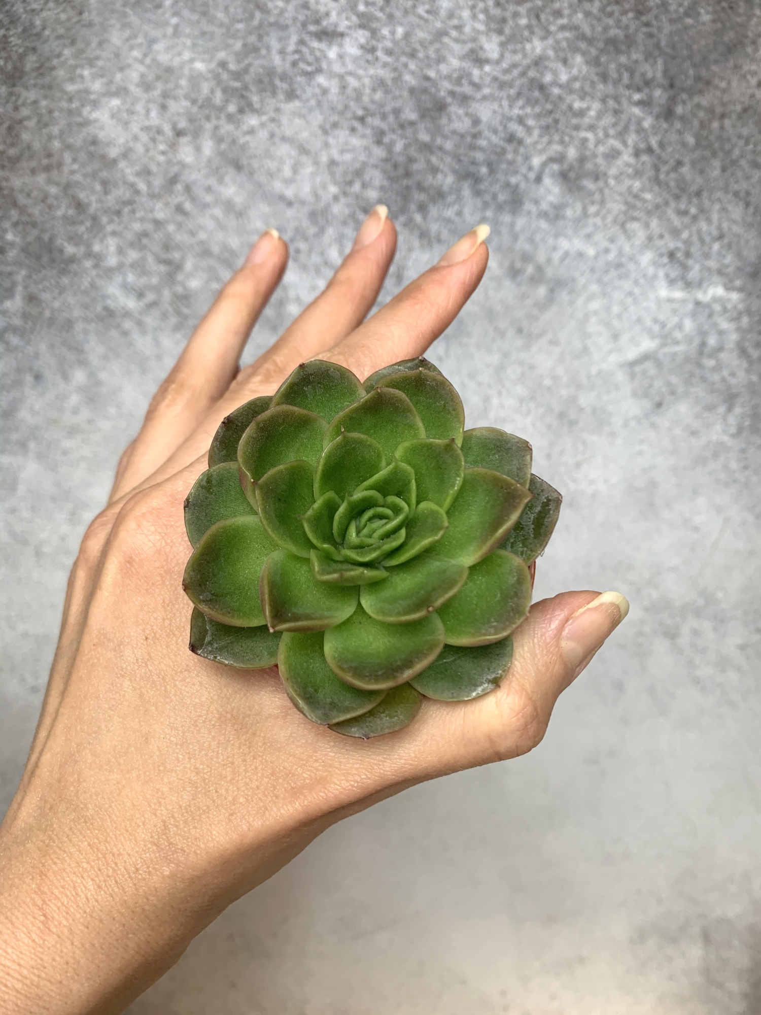 Эхеверия Гилва Ред