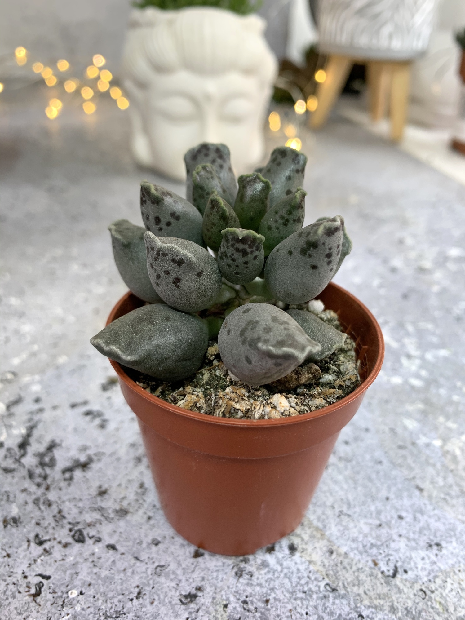 Андромискус Грей