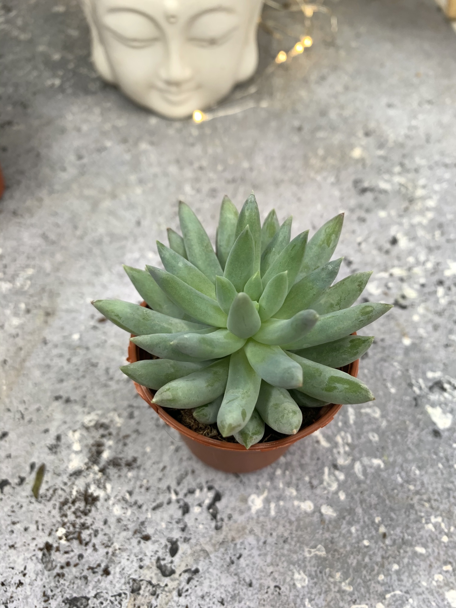 Седум Магнум