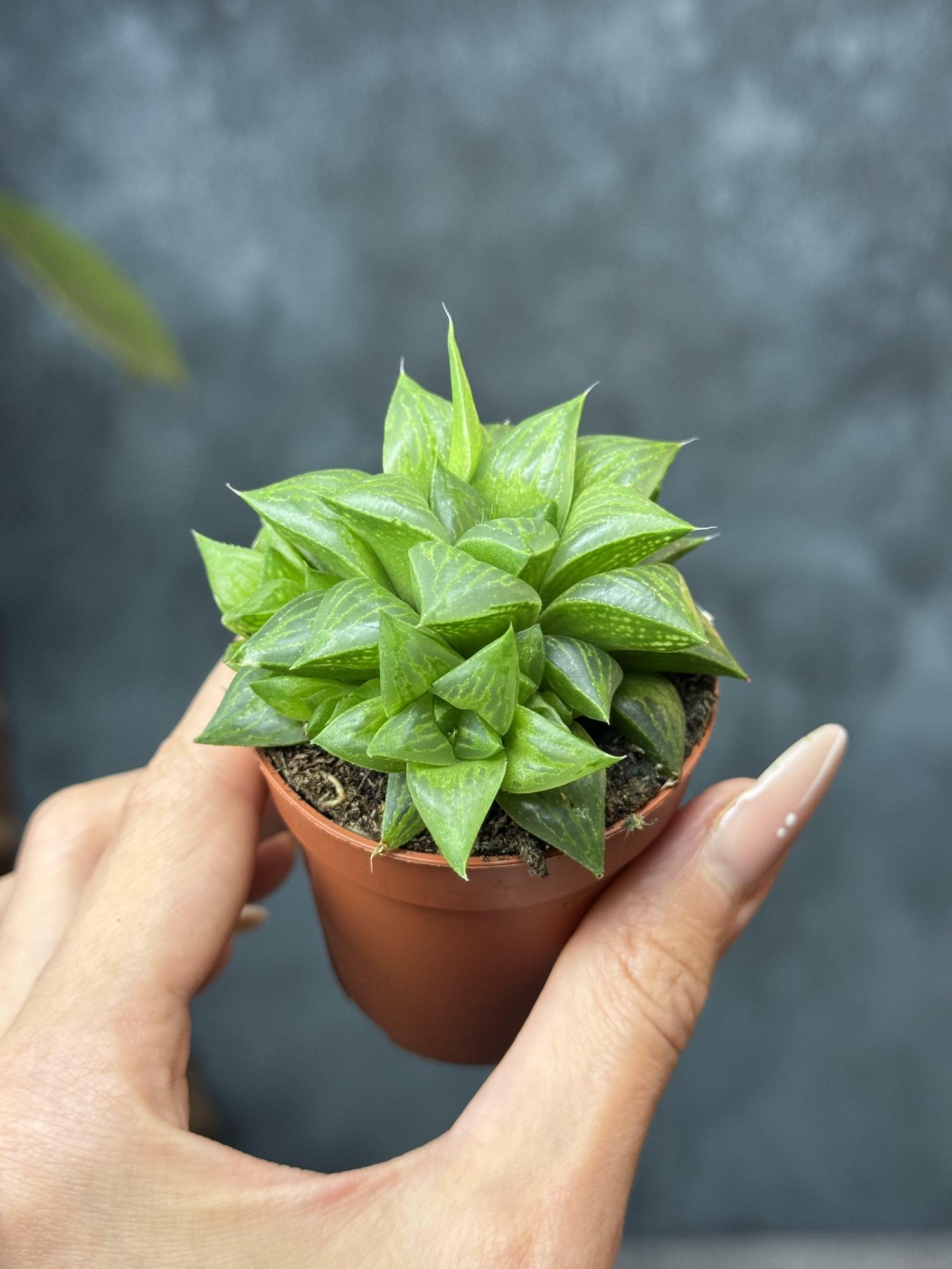 Хавортия Ретуза