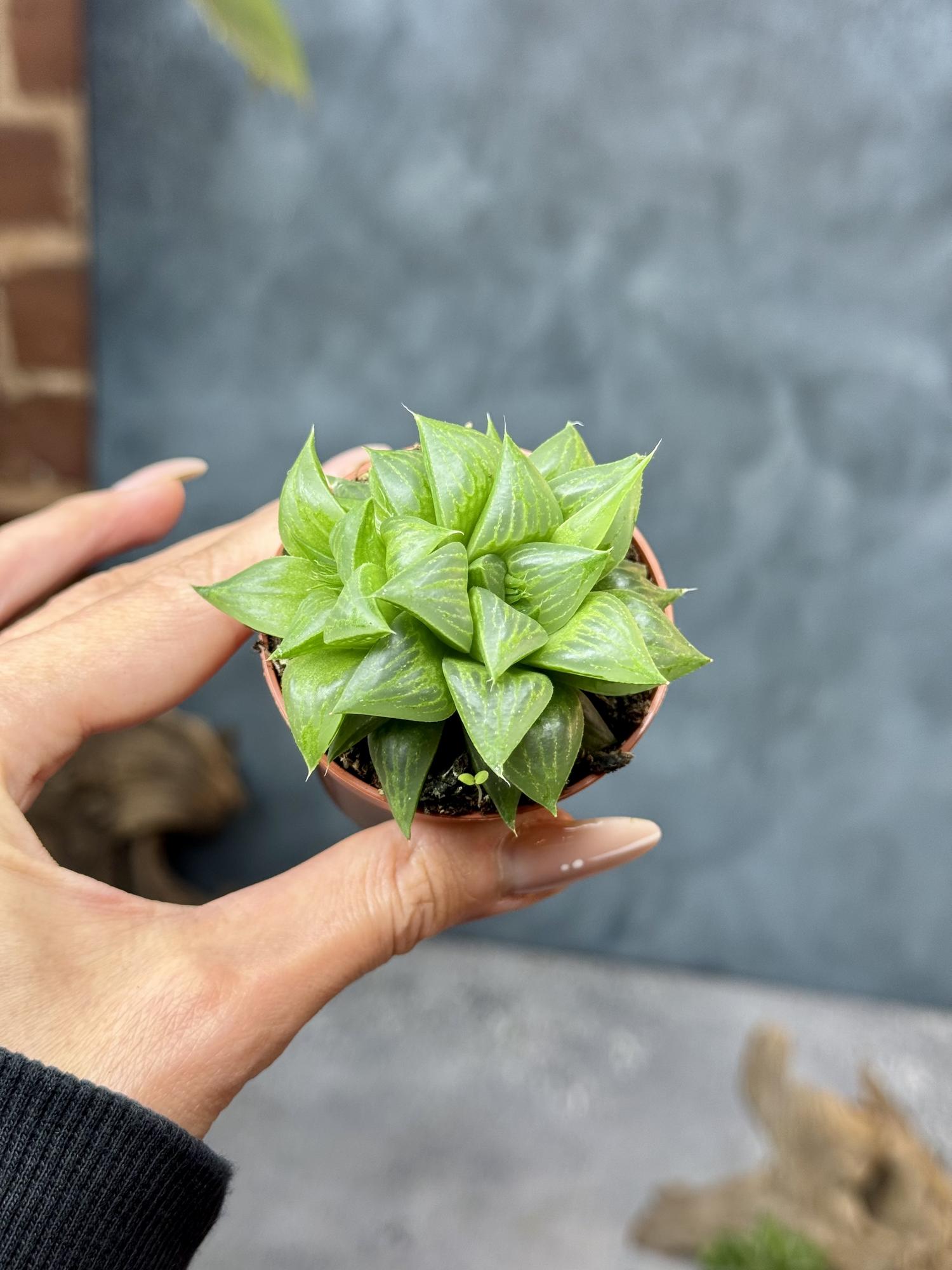 Хавортия Ретуза