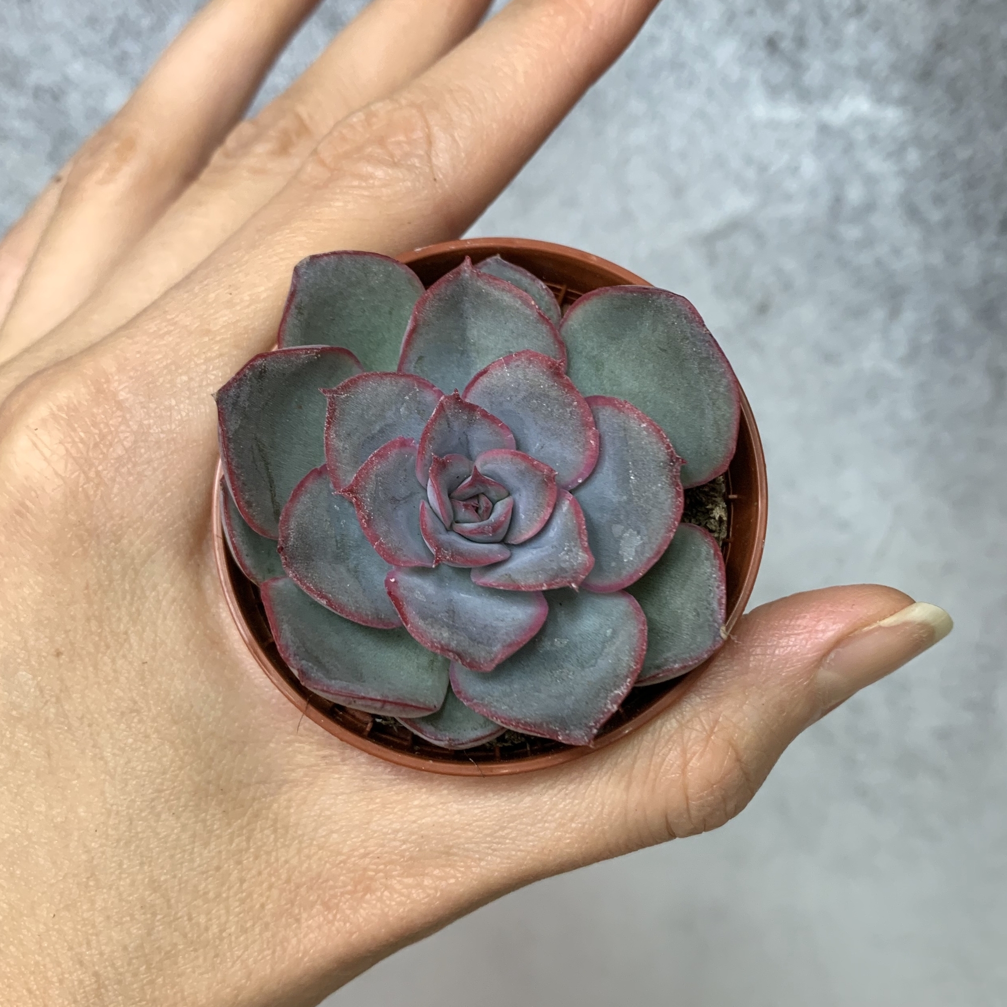 Эхеверия Мистери