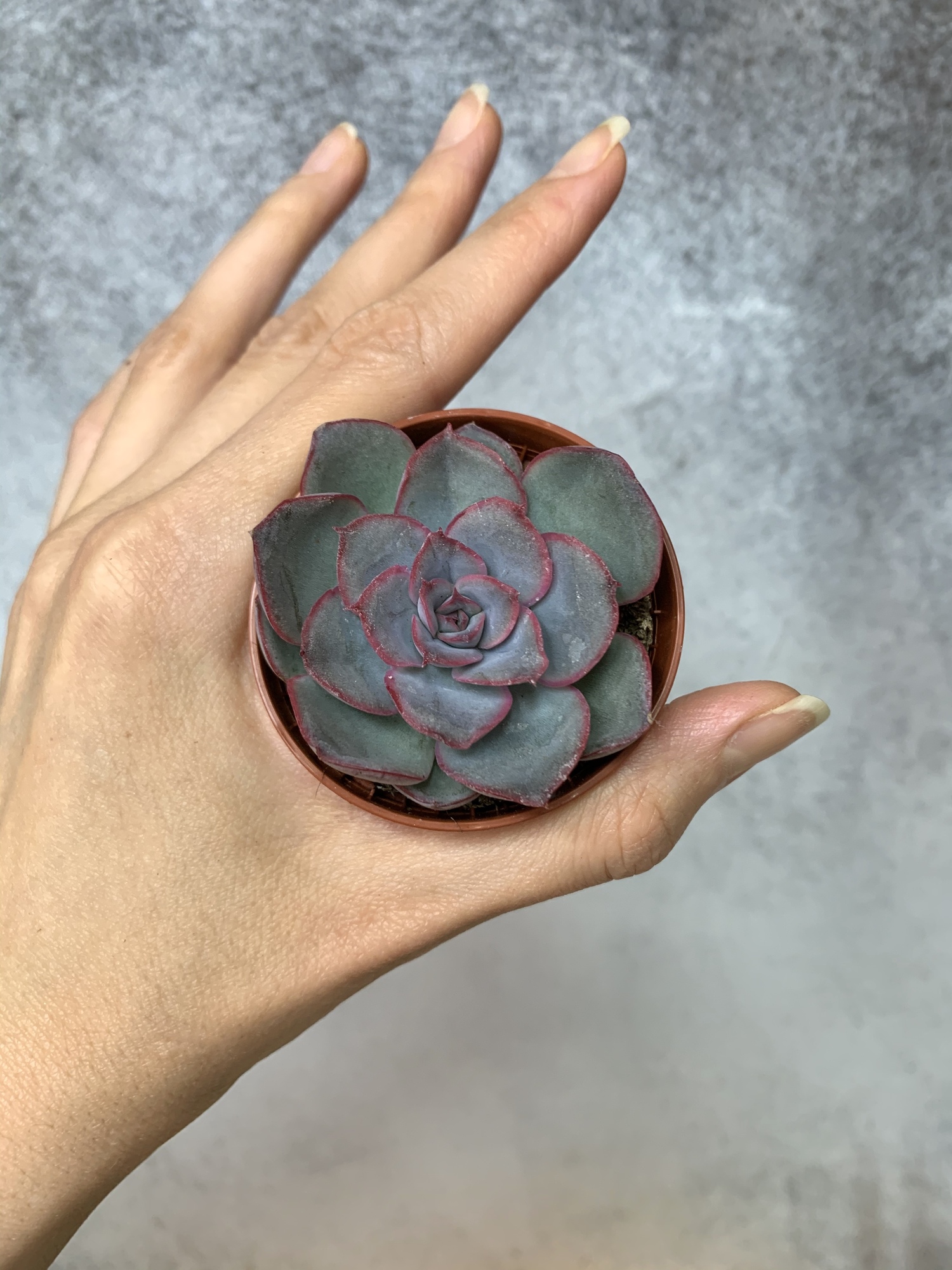 Эхеверия Мистери