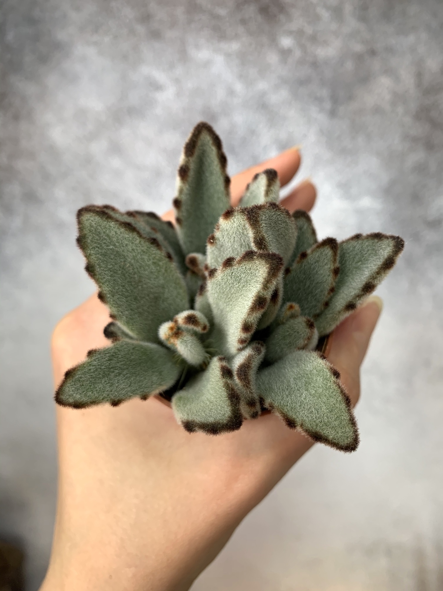 Каланхоэ Войлочное