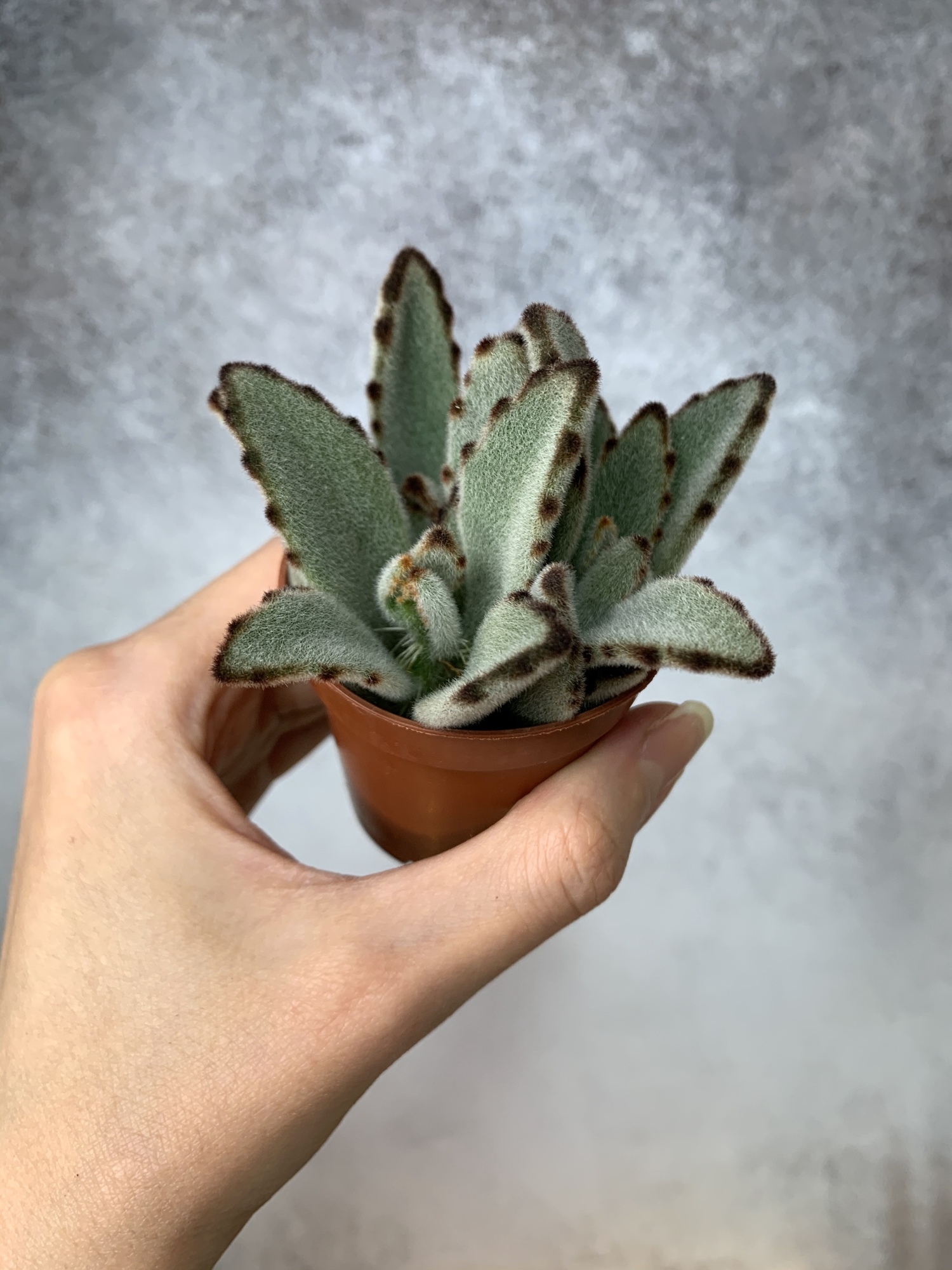 Каланхоэ Войлочное