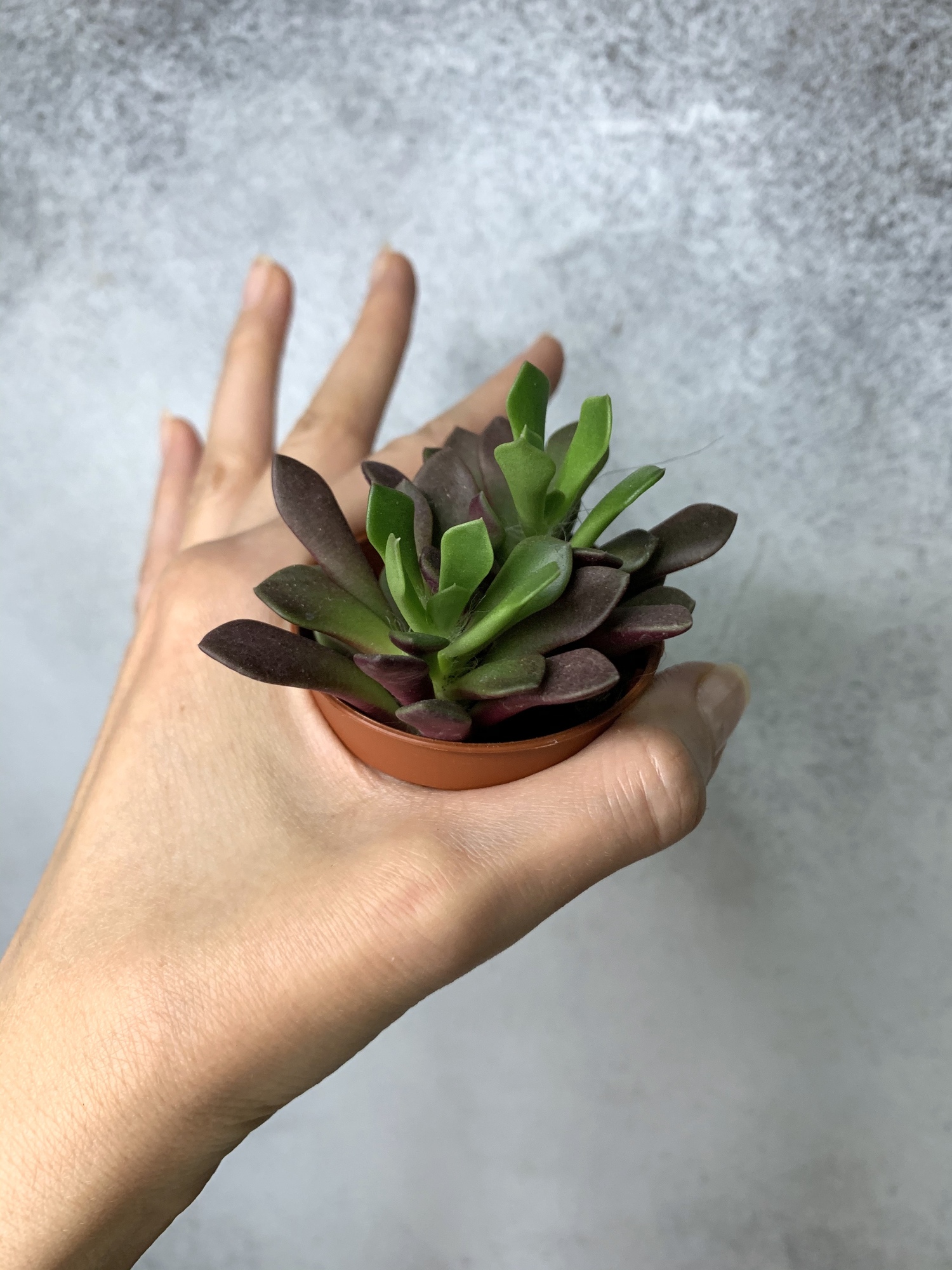 Анакампсерос Рубра