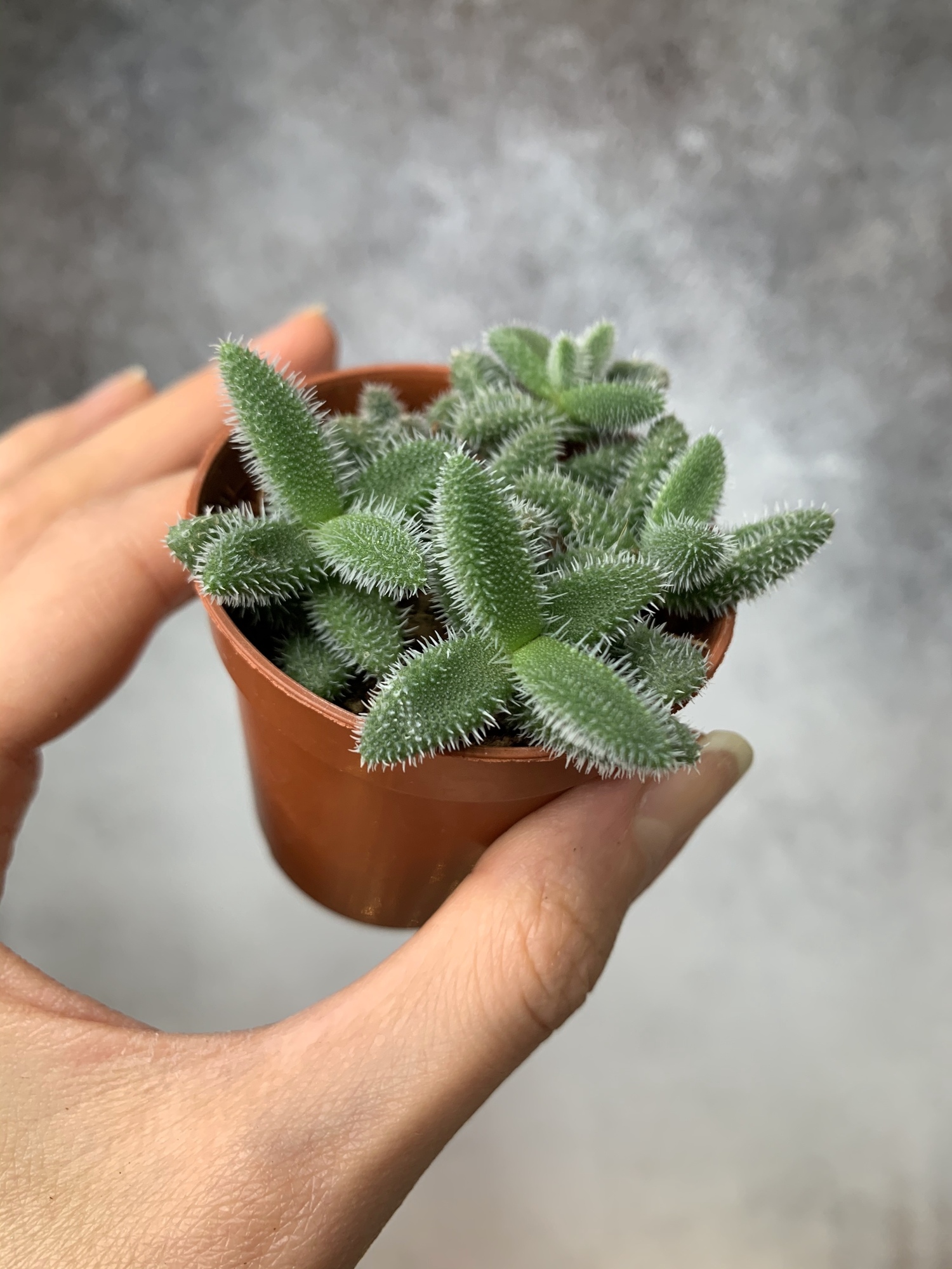 Делосперма Эхинатум