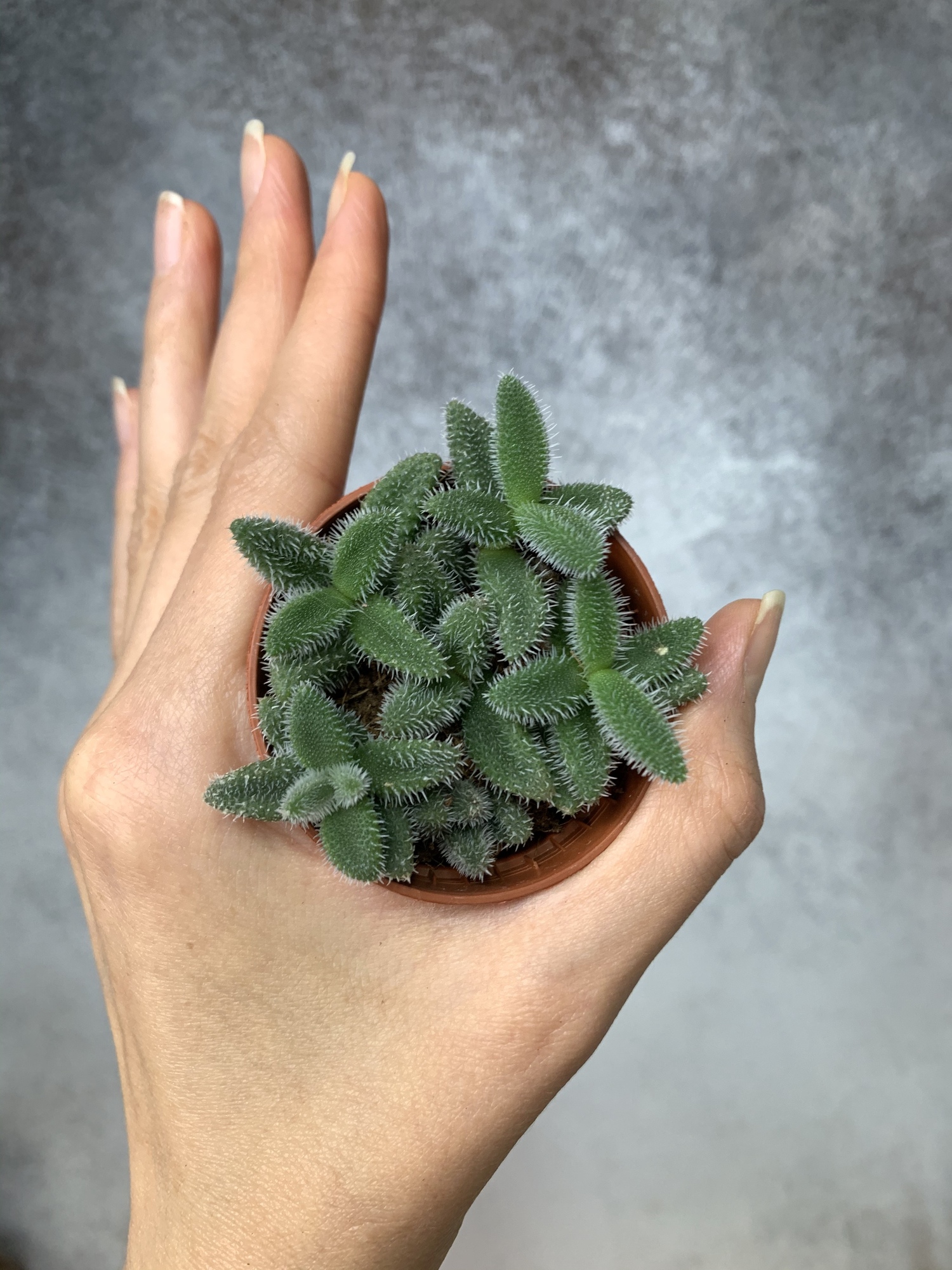 Делосперма Эхинатум