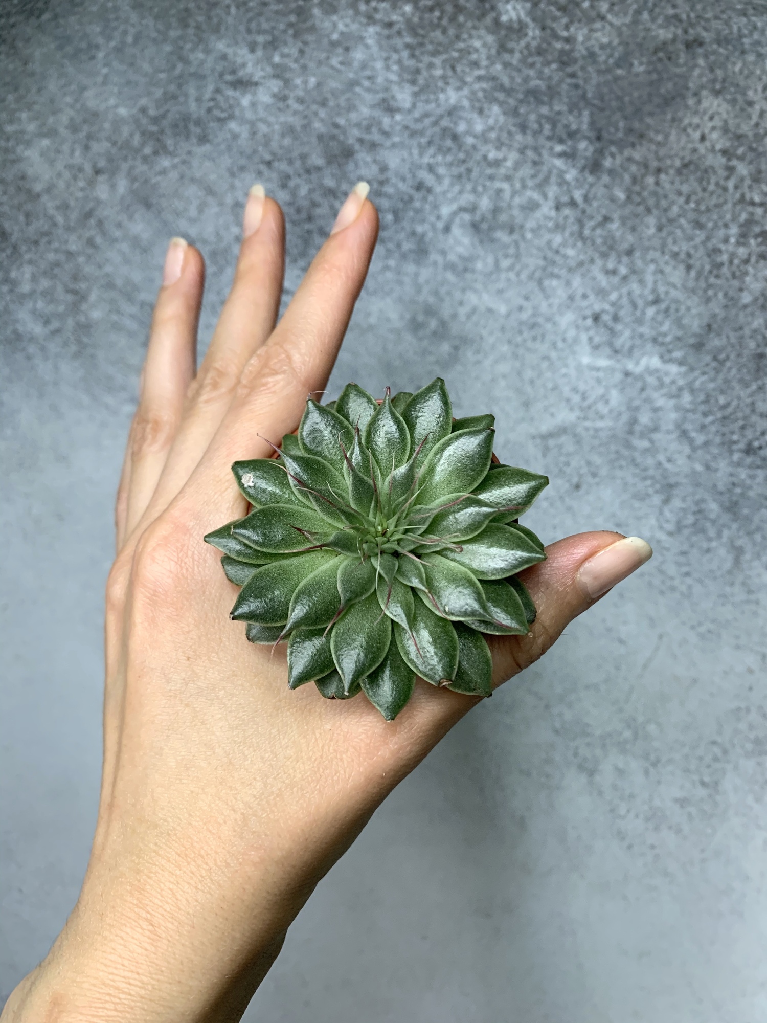 Граптопеталум Вега