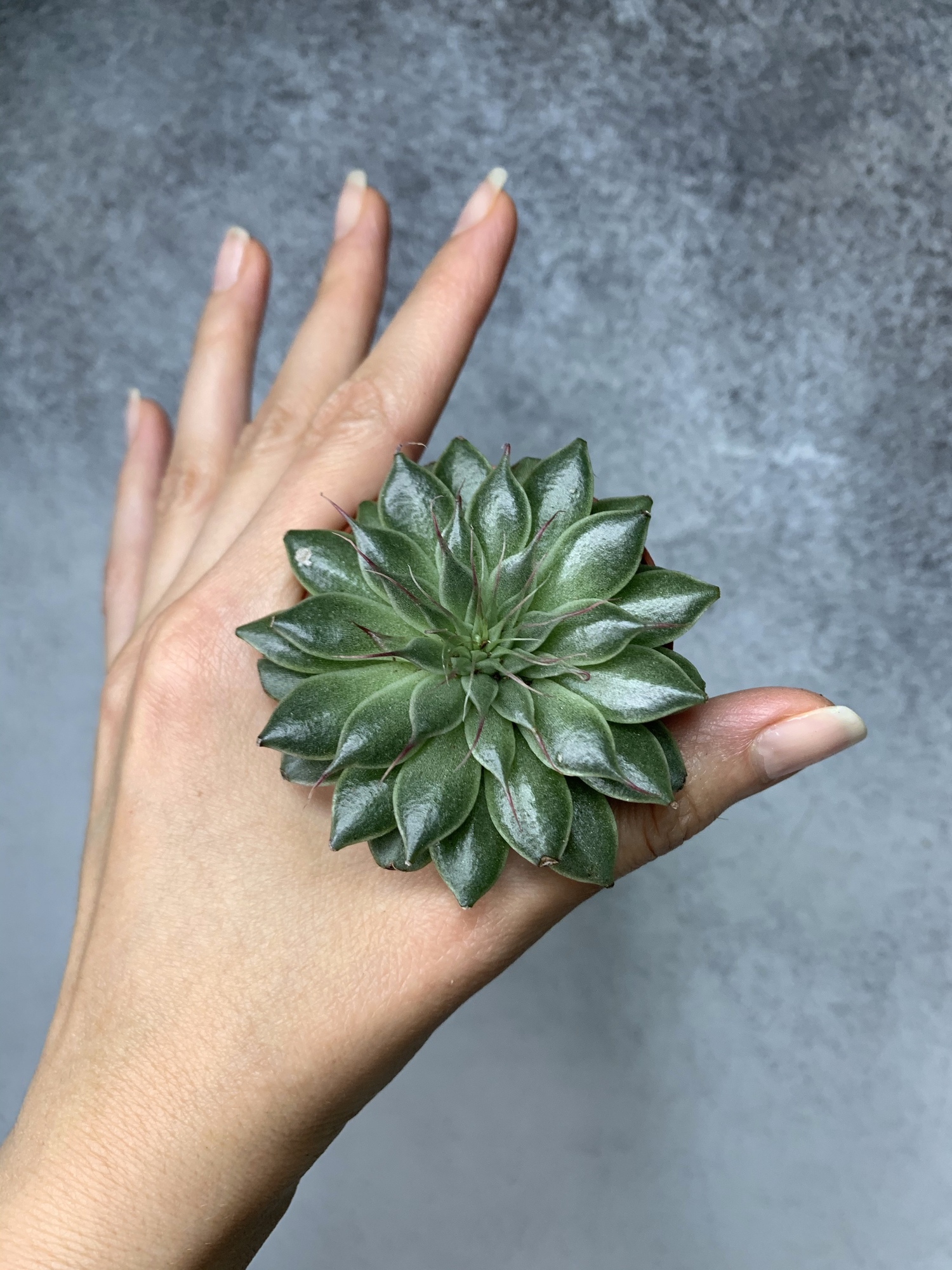 Граптопеталум Вега