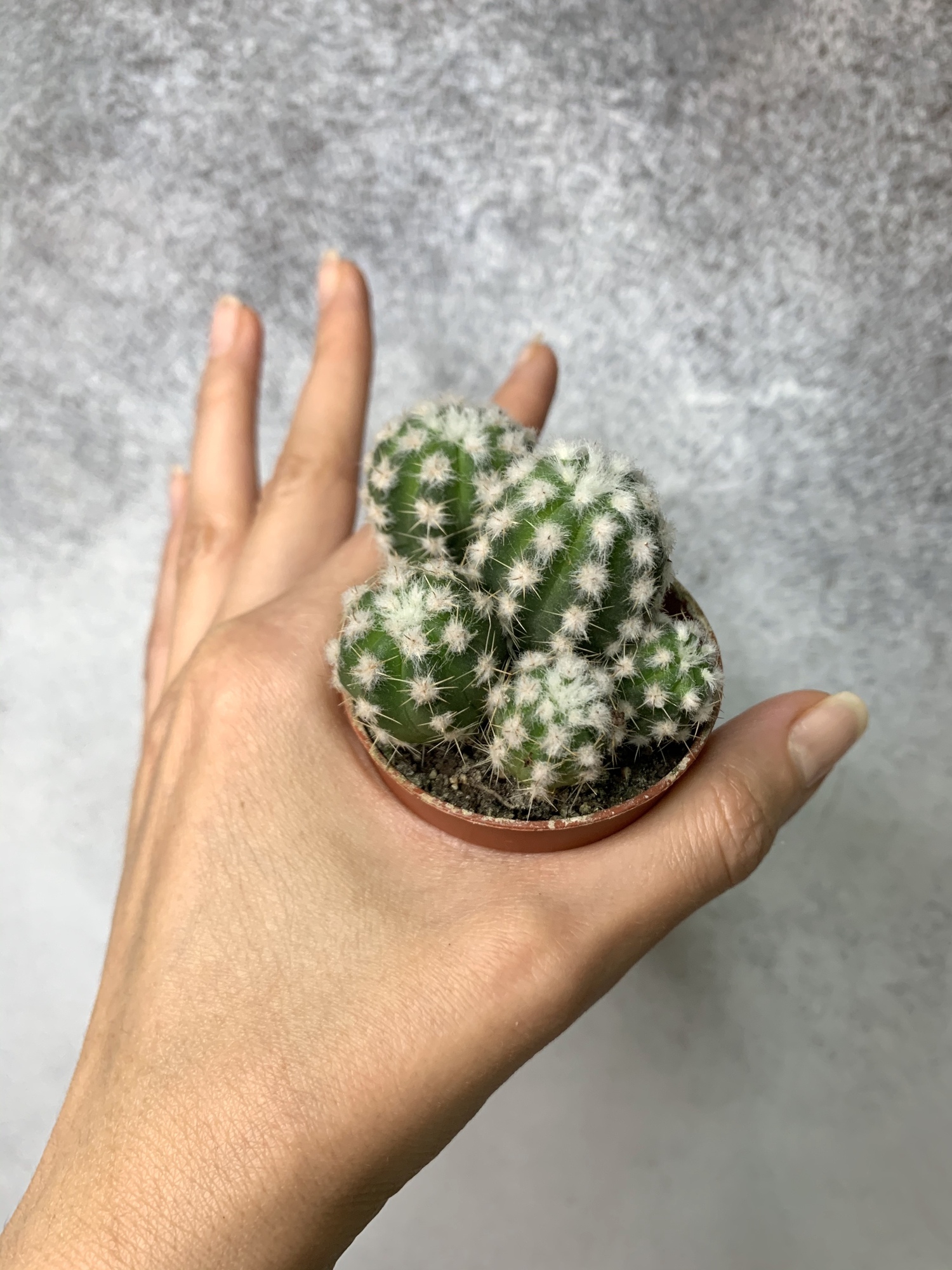 Маммиллярия Грацилис