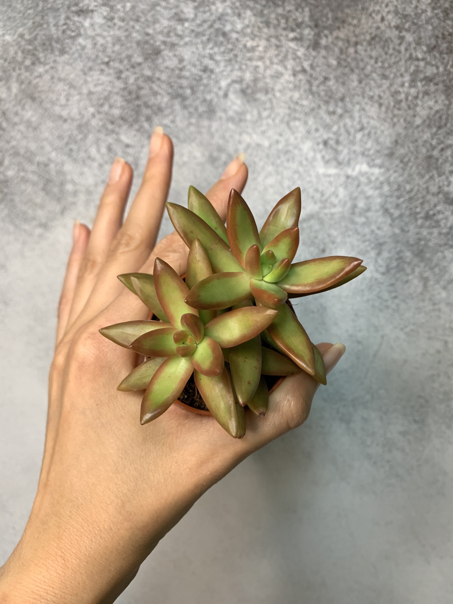 Седум Нуссбаумера