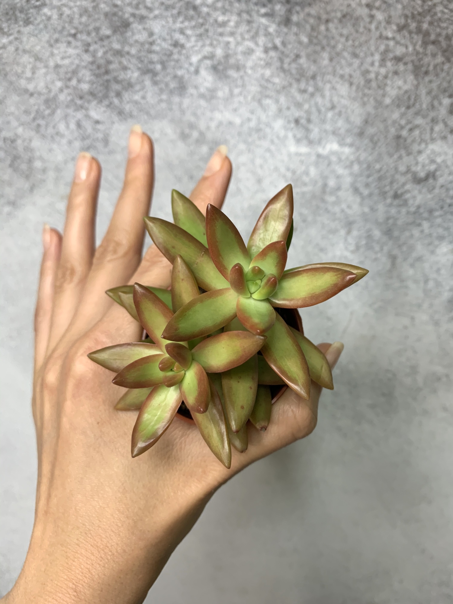 Седум Нуссбаумера