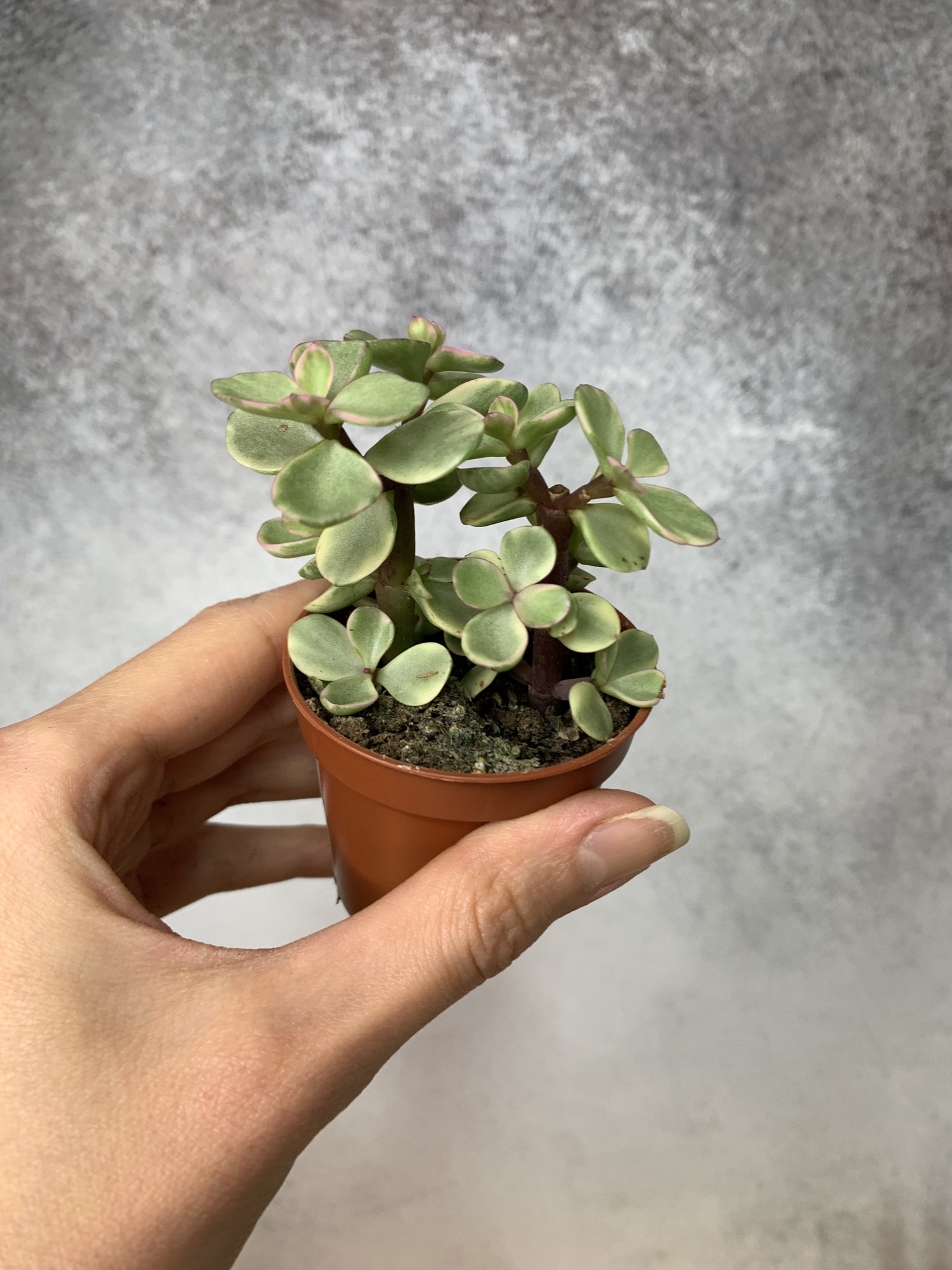 Портулакария Афра