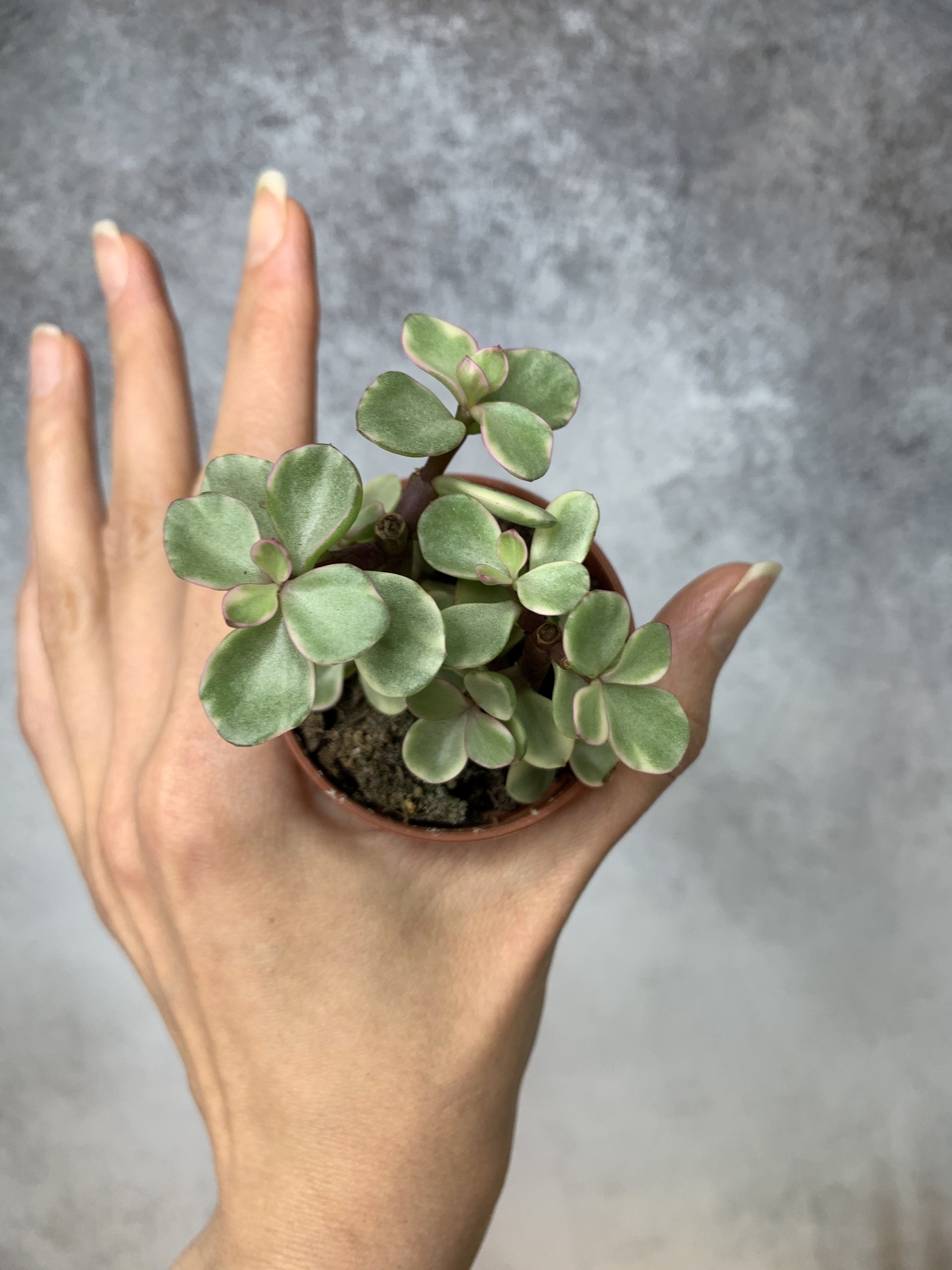 Портулакария Афра