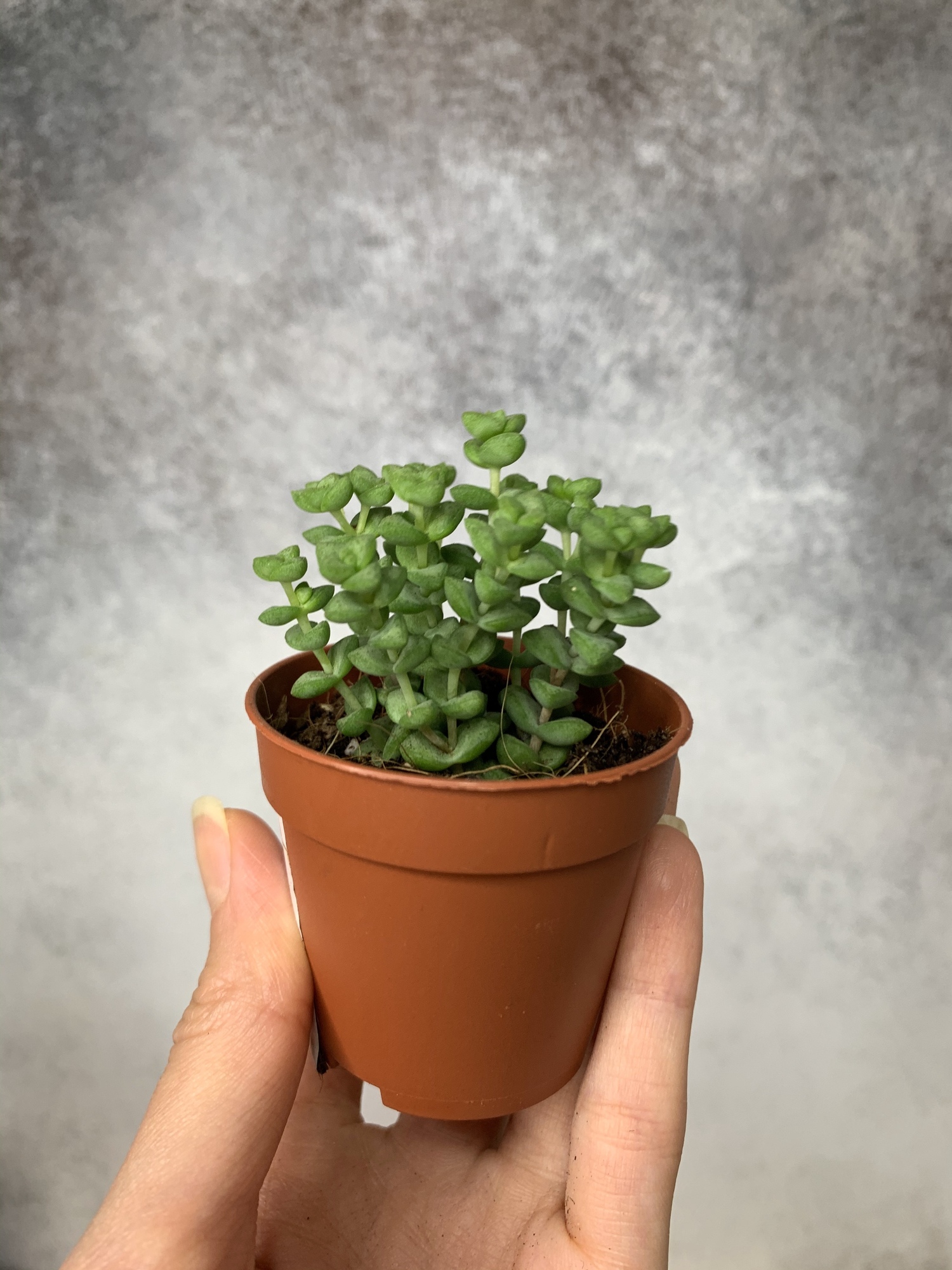 Крассула Tom Thumb