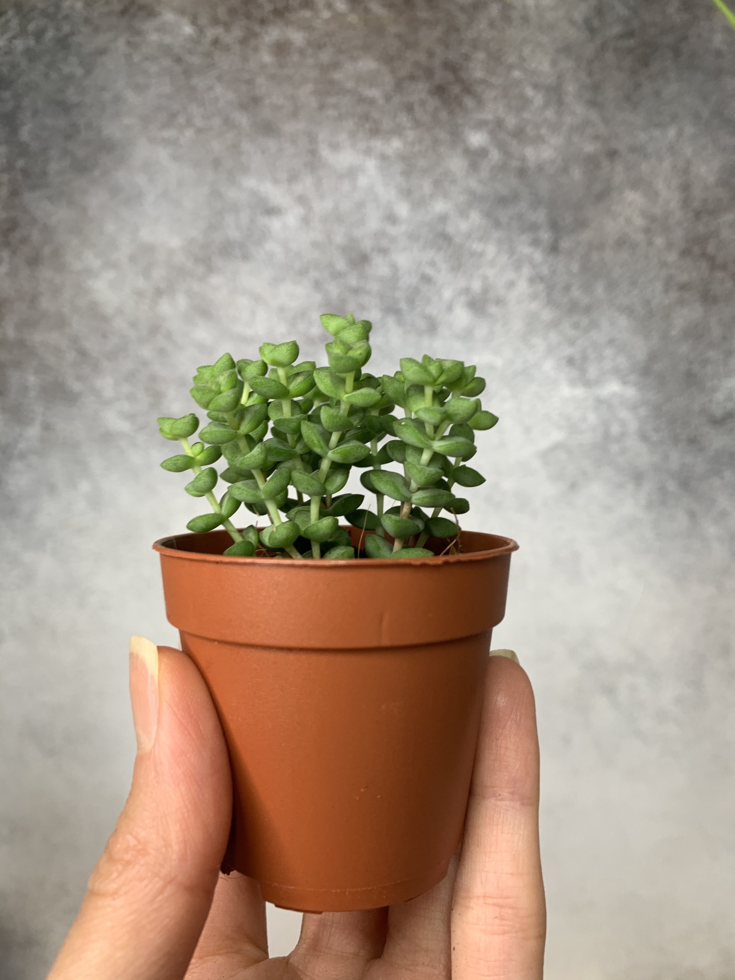 Крассула Tom Thumb