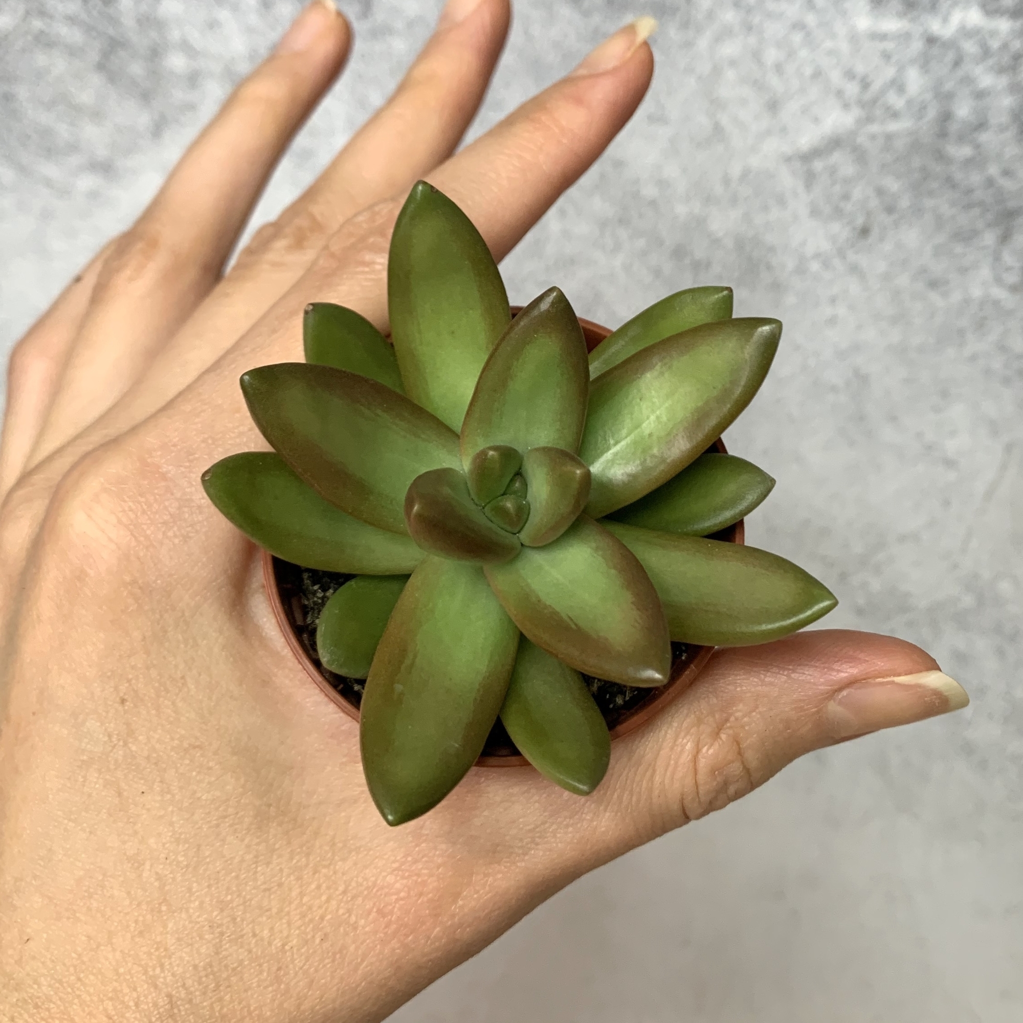 Седум Адольфа