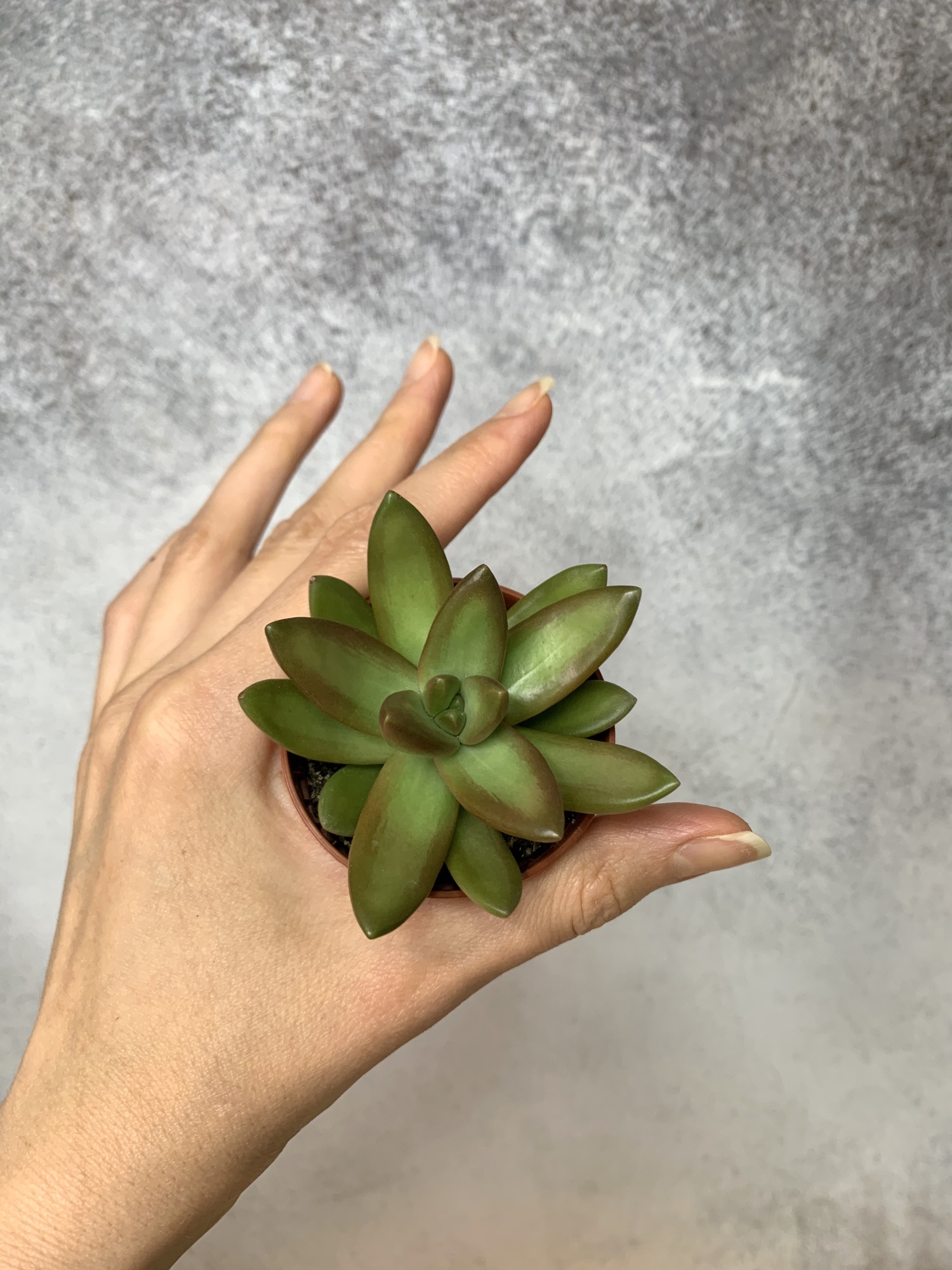 Седум Адольфа