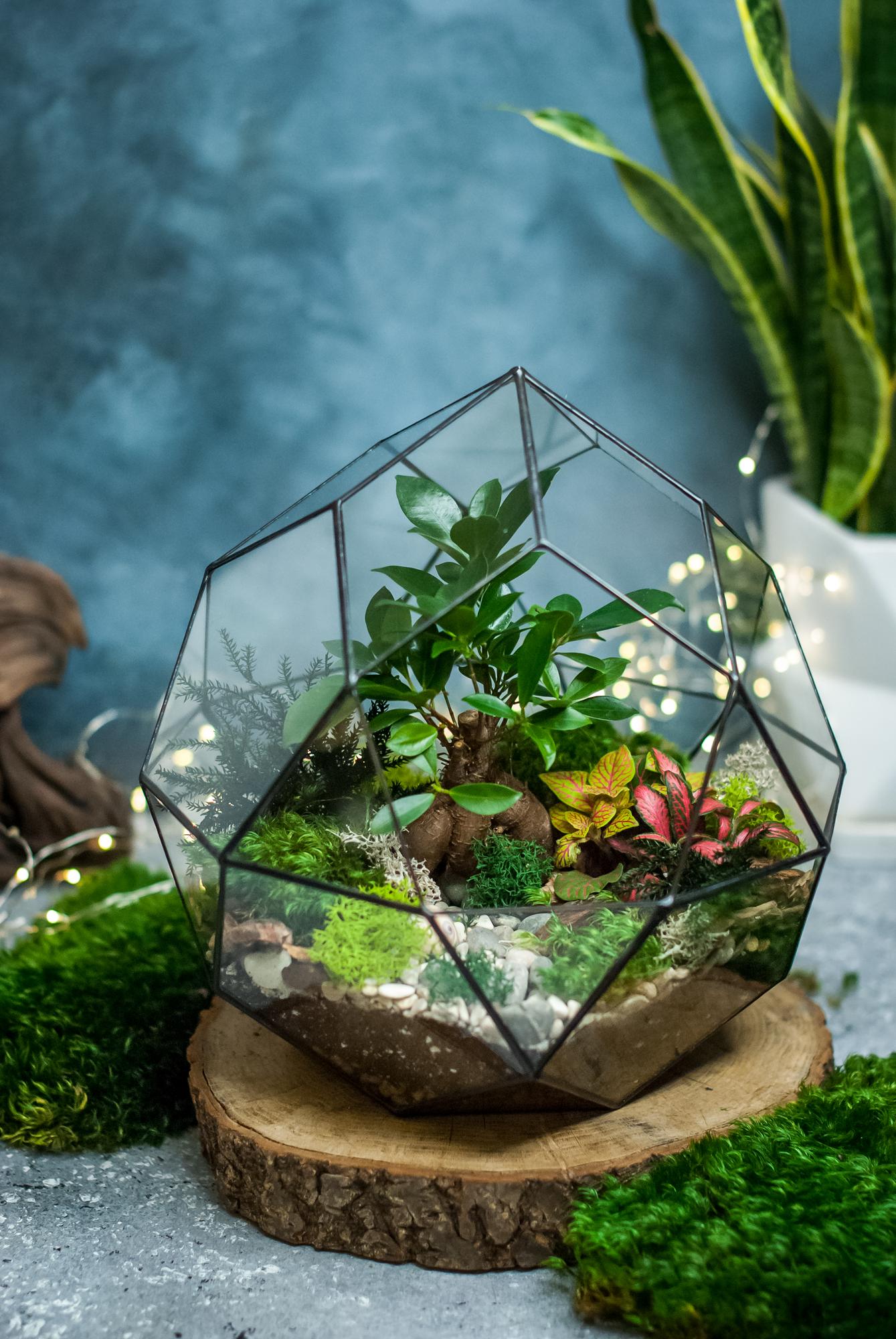 Комета с фикусом Гинсенг и фиттонией