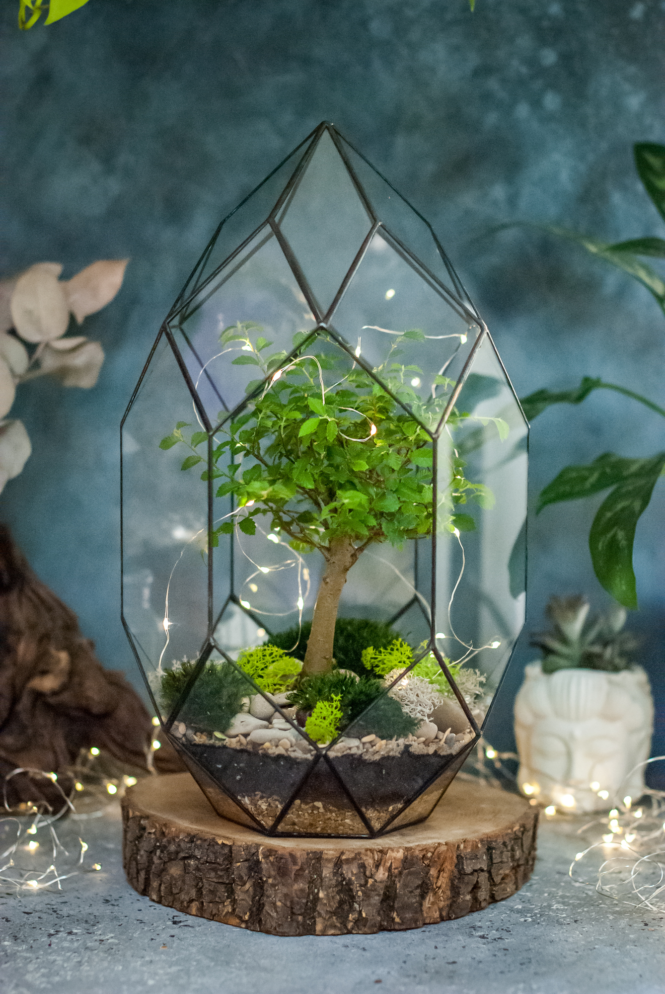 Бонсариум Андромеда с вязом