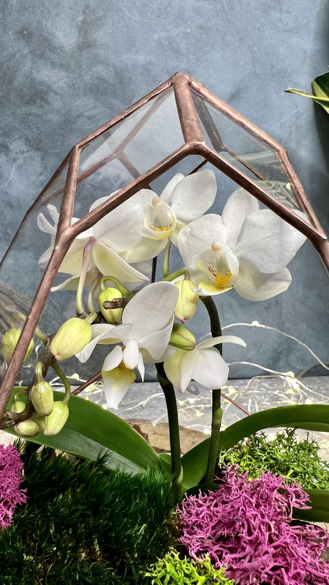 Бутон с орхидеей